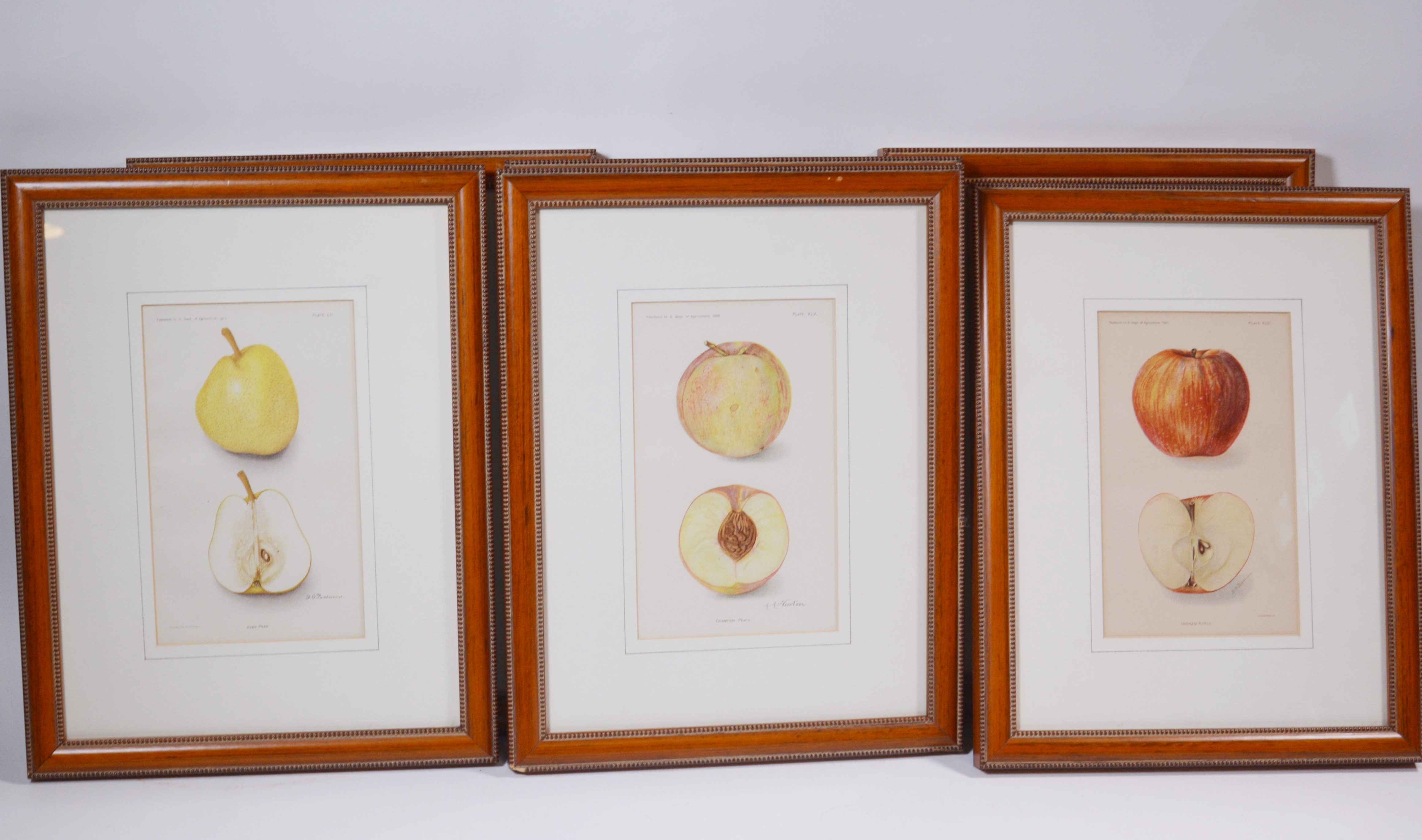 Deborah Giscom Passmore Lithographs of Pomological Art