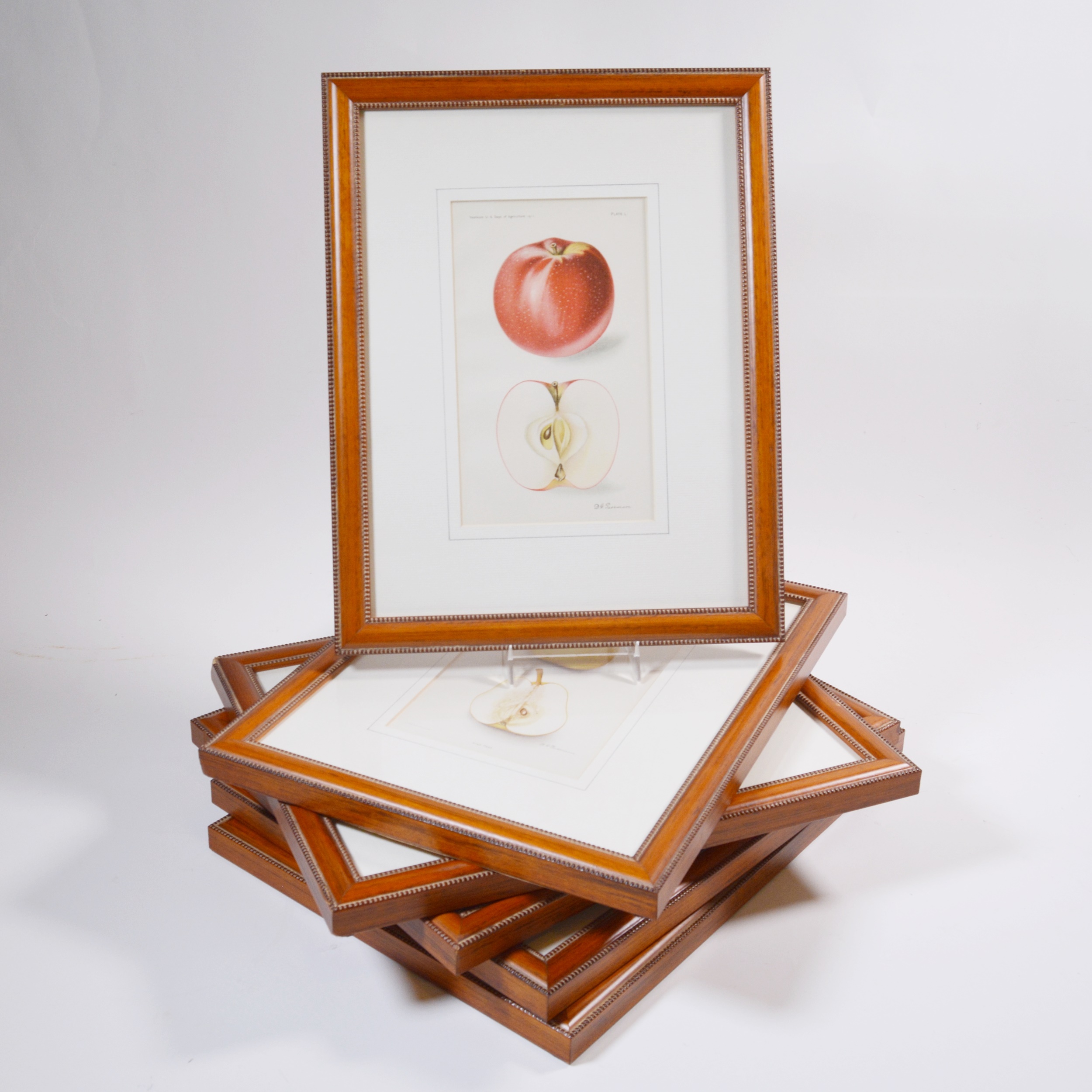 Deborah Giscom Passmore Lithographs of Pomological Art