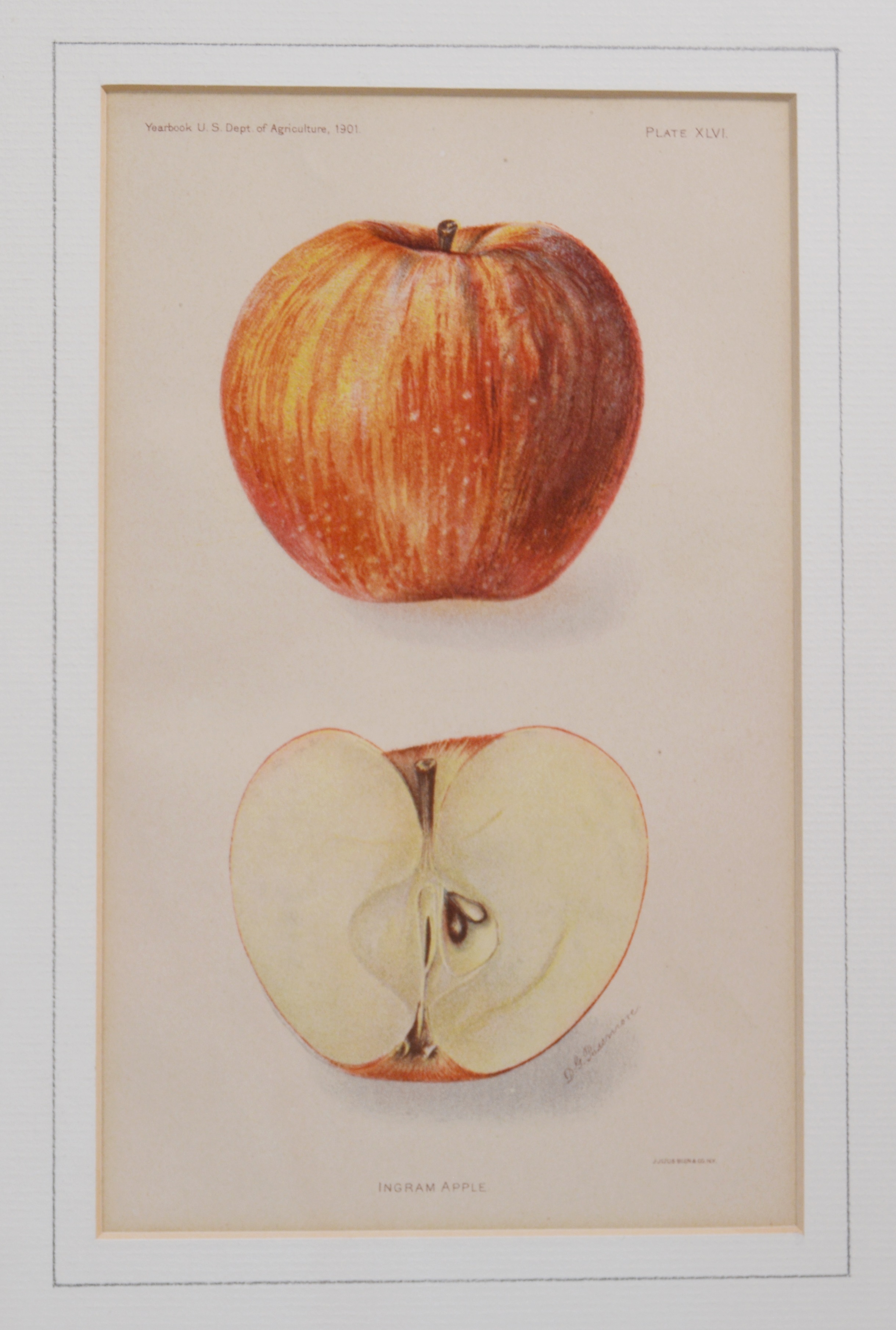 Deborah Giscom Passmore Lithographs of Pomological Art