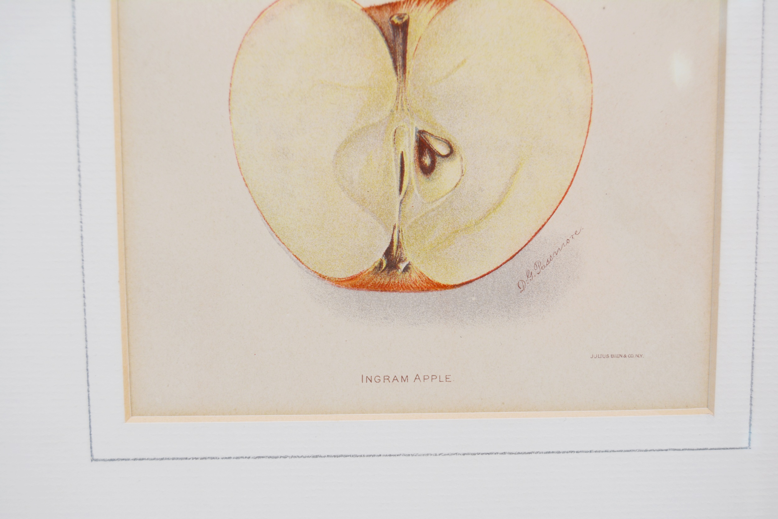 Deborah Giscom Passmore Lithographs of Pomological Art