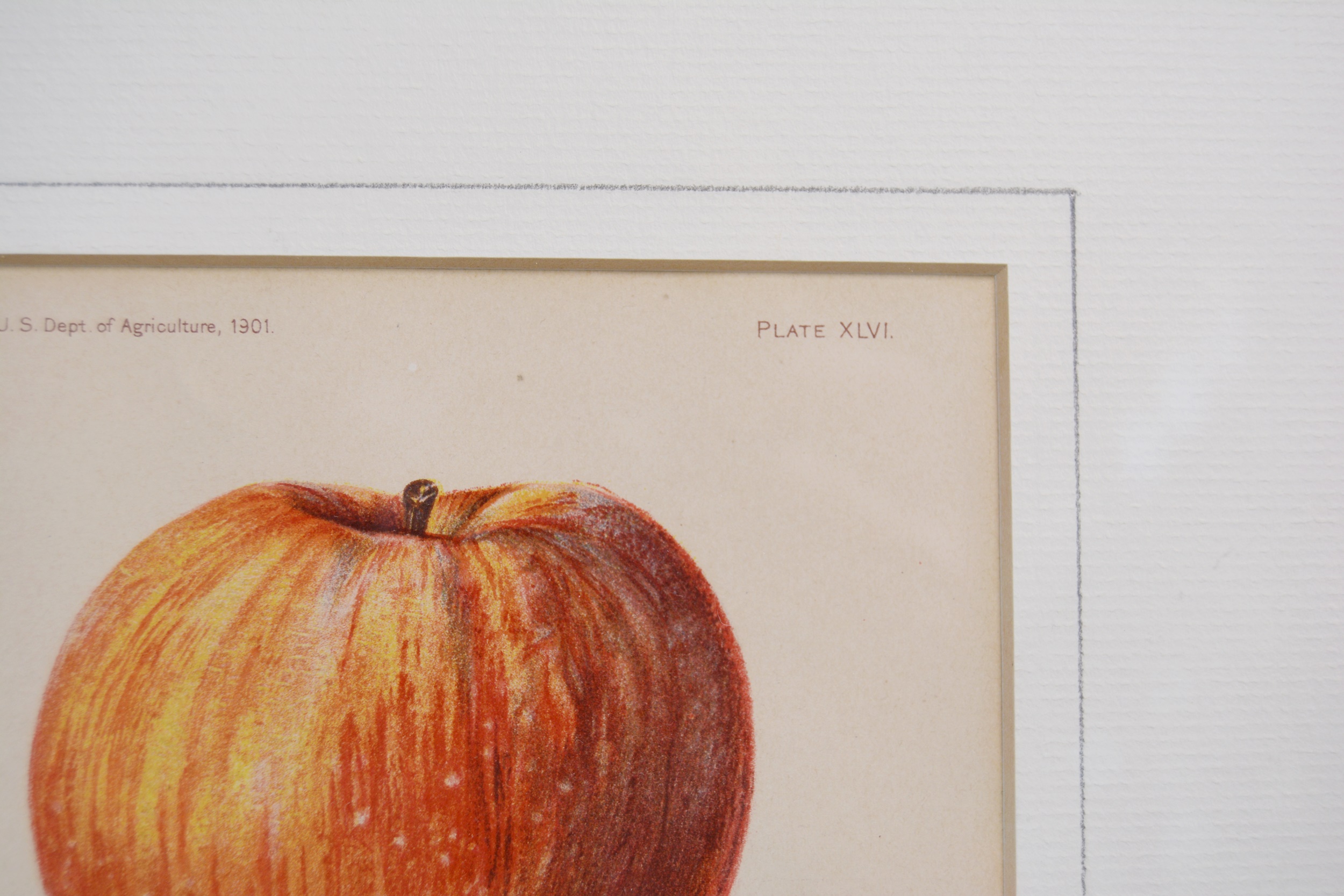 Deborah Giscom Passmore Lithographs of Pomological Art