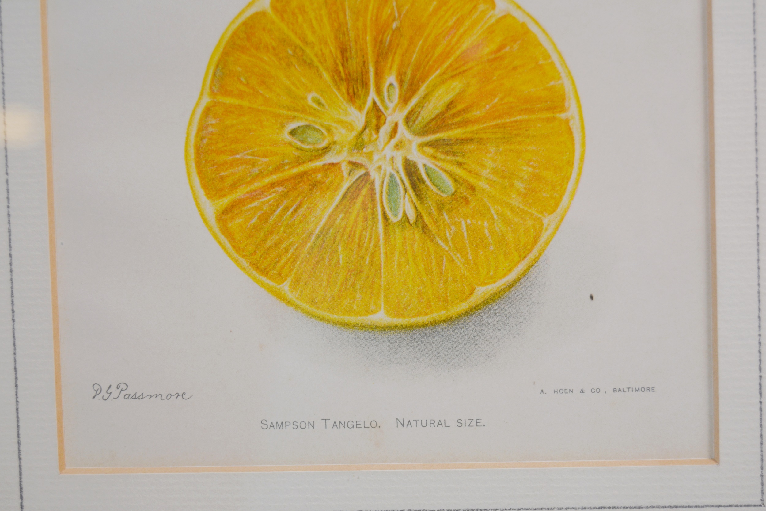 Deborah Giscom Passmore Lithographs of Pomological Art