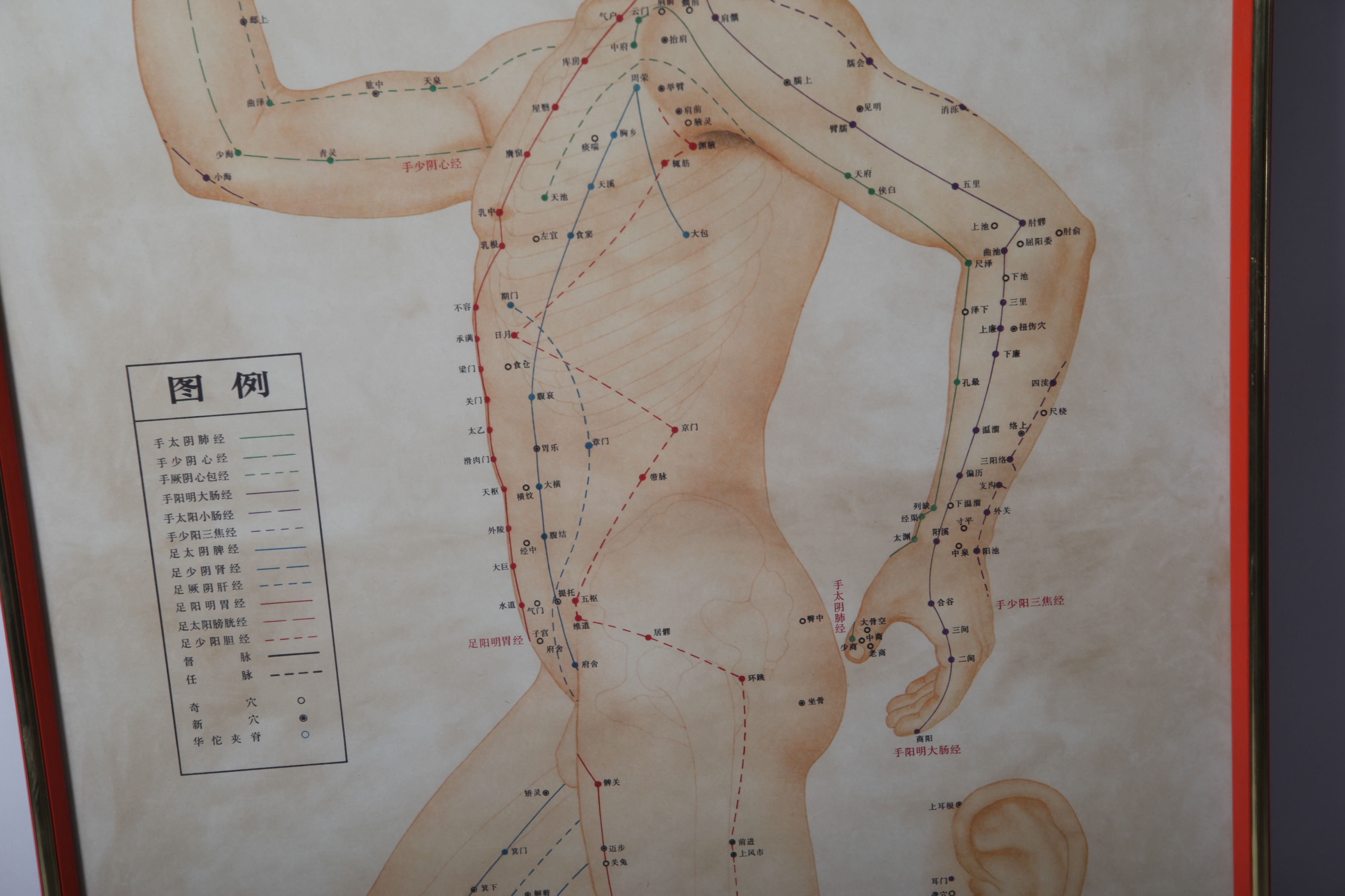 Traditional Acupuncture Site Diagram