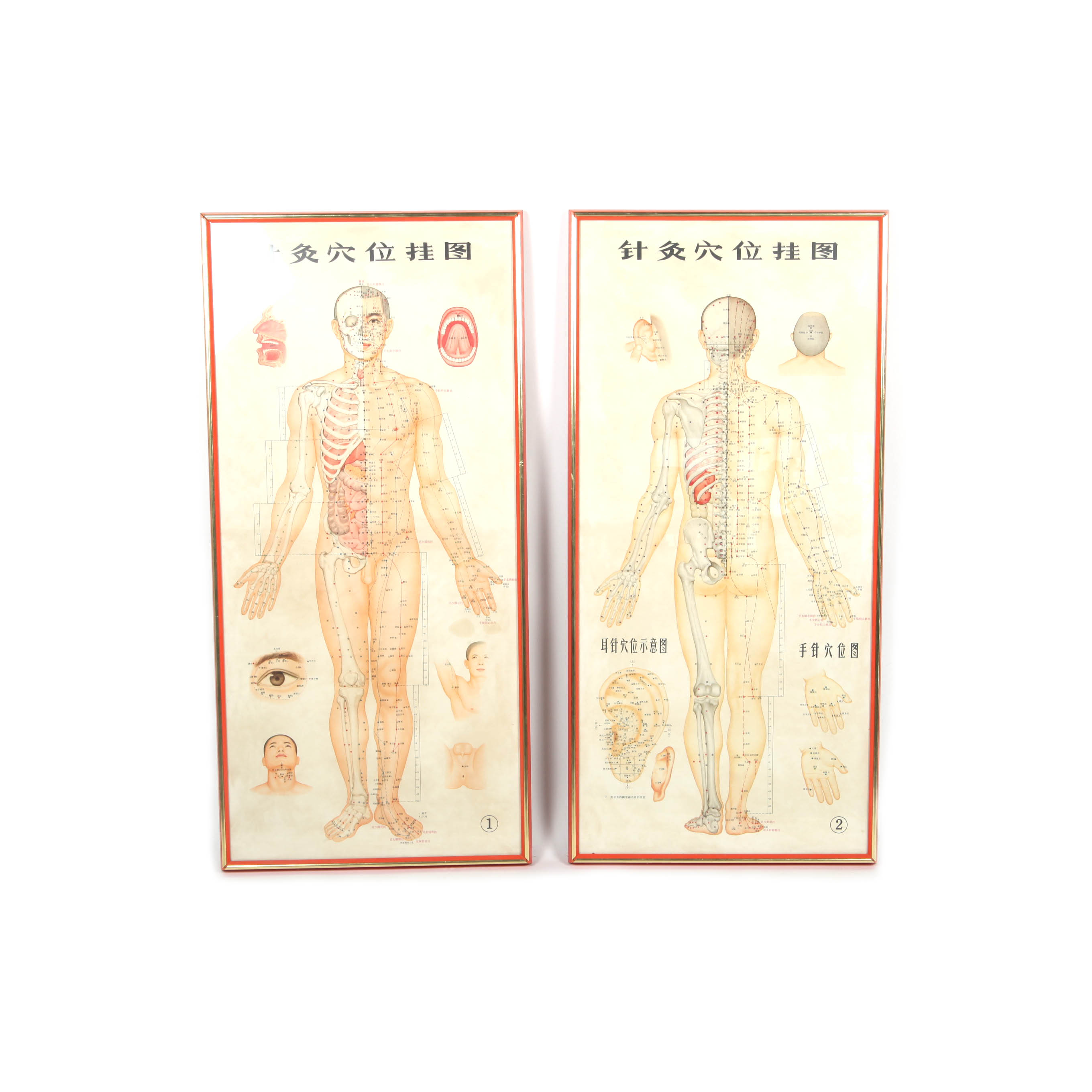 Offset Lithographs After Chinese Anatomical Acupuncture Diagrams