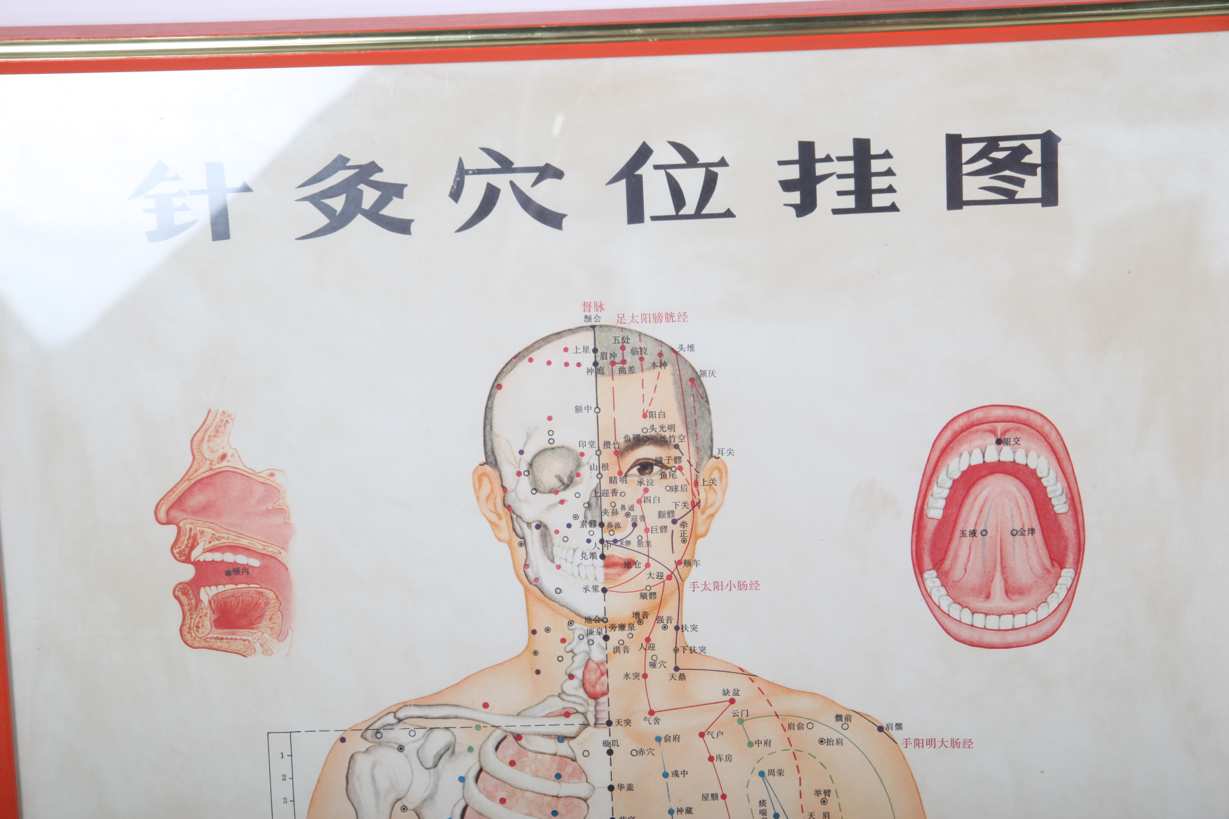 Offset Lithographs After Chinese Anatomical Acupuncture Diagrams