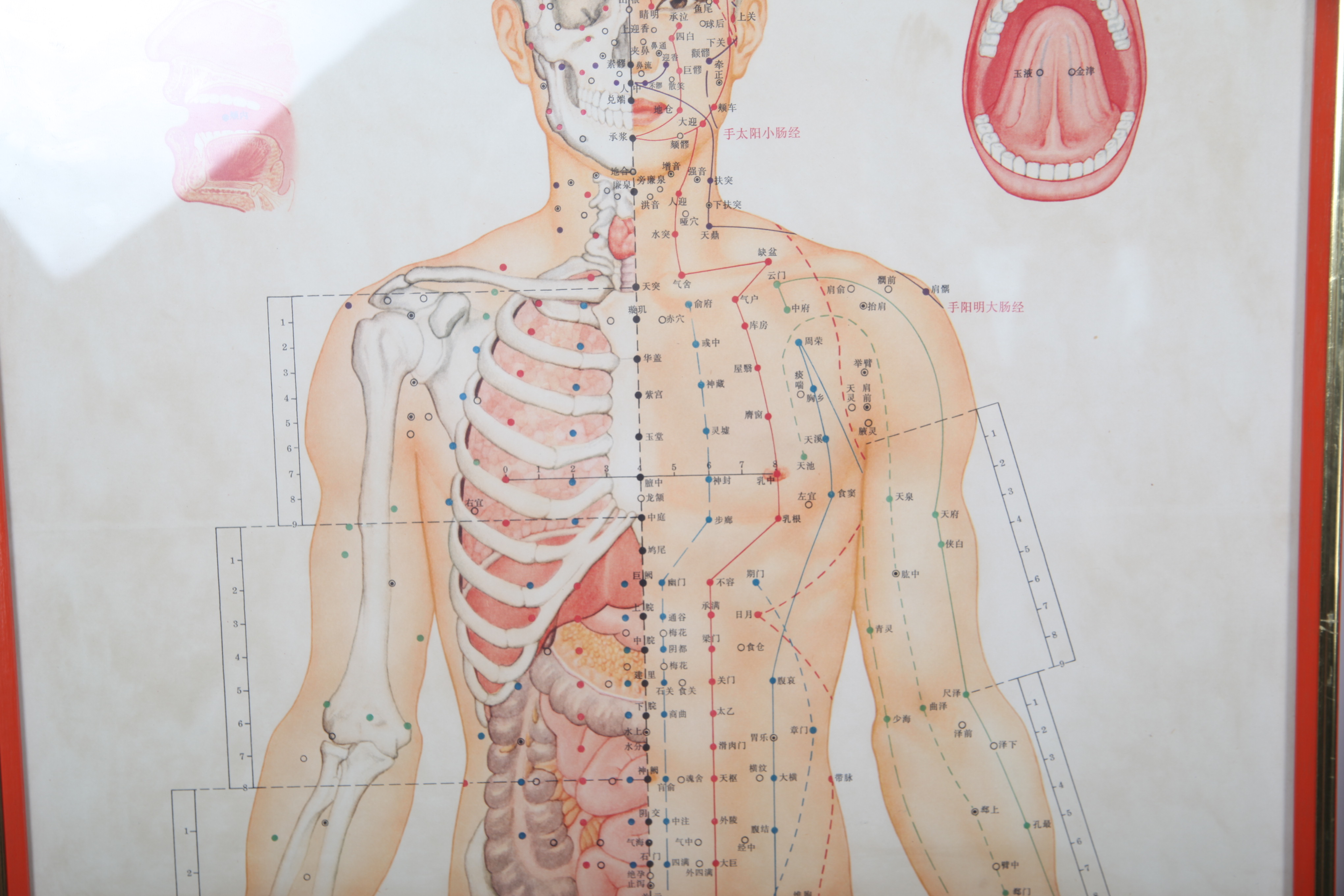 Offset Lithographs After Chinese Anatomical Acupuncture Diagrams