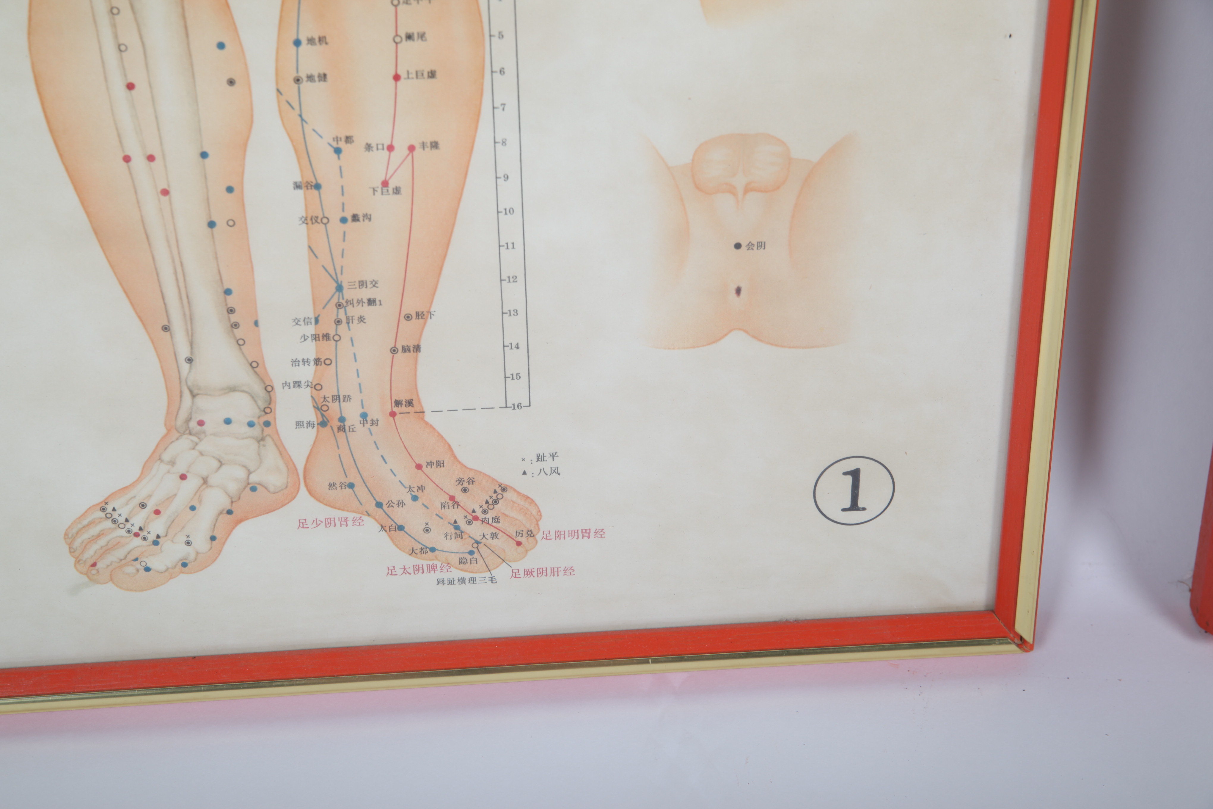 Offset Lithographs After Chinese Anatomical Acupuncture Diagrams