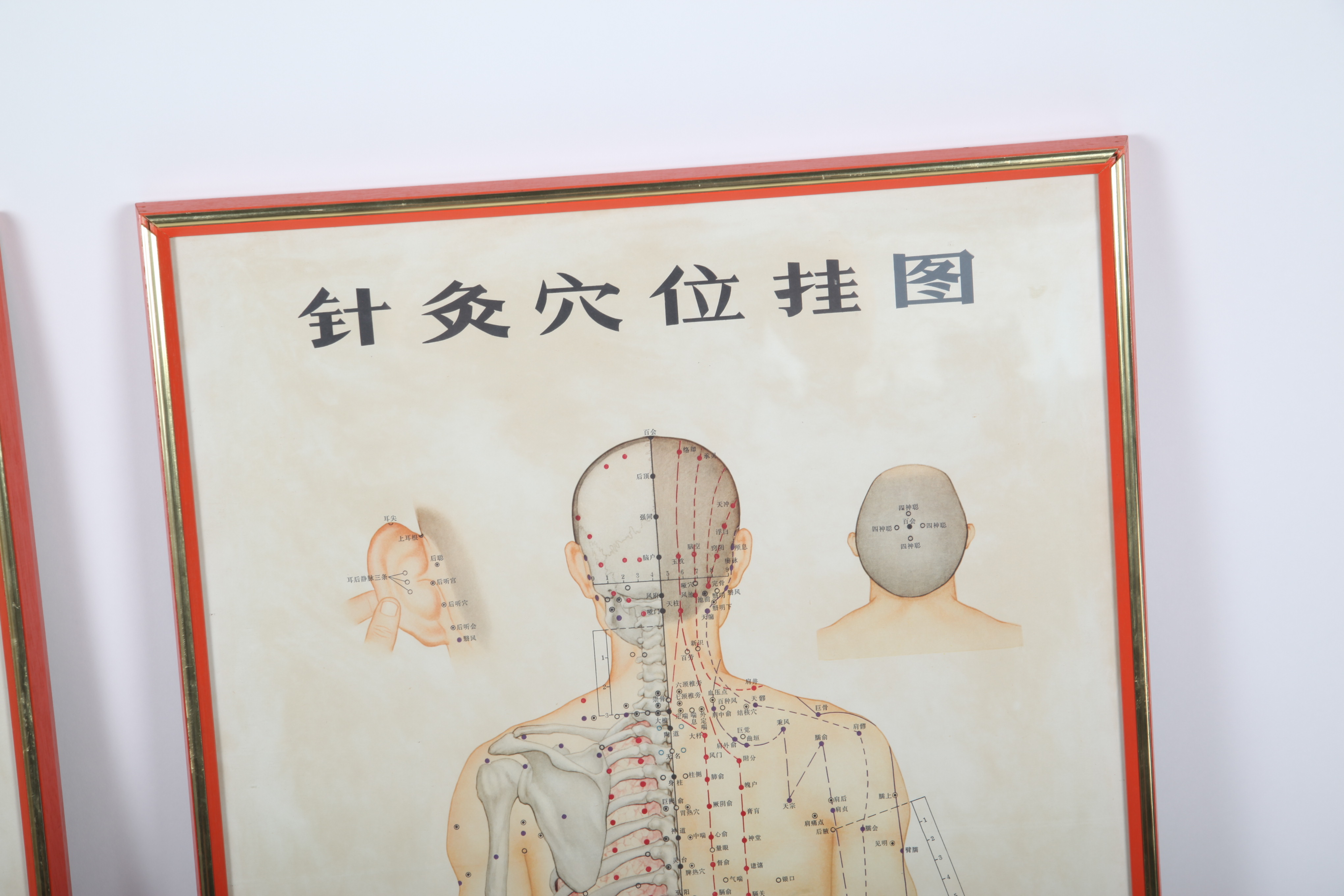 Offset Lithographs After Chinese Anatomical Acupuncture Diagrams
