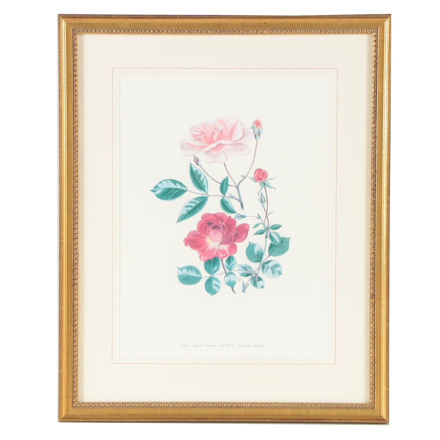 Graham Stuart Thomas Limited Edition Offset Lithograph of Roses