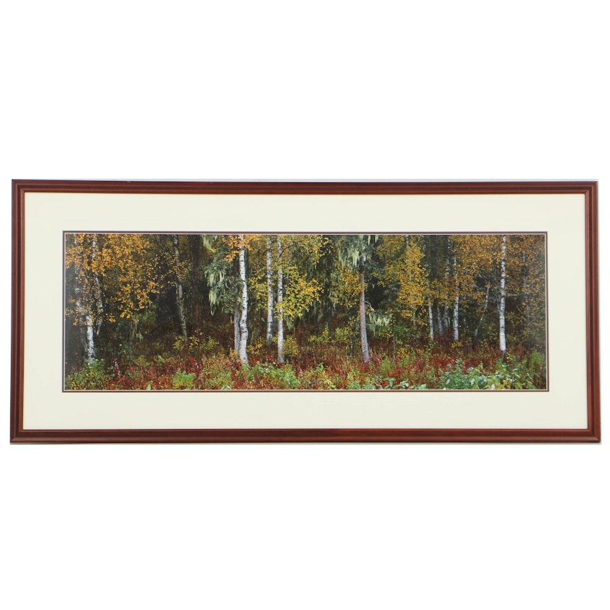 Thomas D. Mangelsen Panoramic Color Photograph of a Forest Landscape