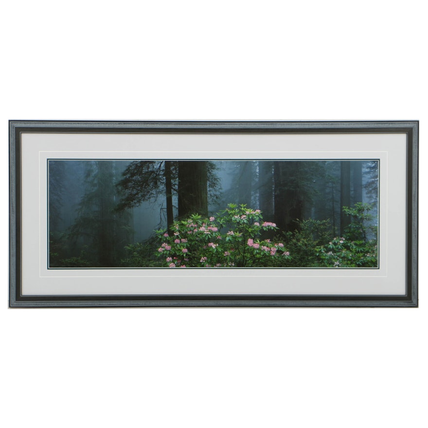 Thomas D. Mangelsen Panoramic Color Photograph of Forest Landscape