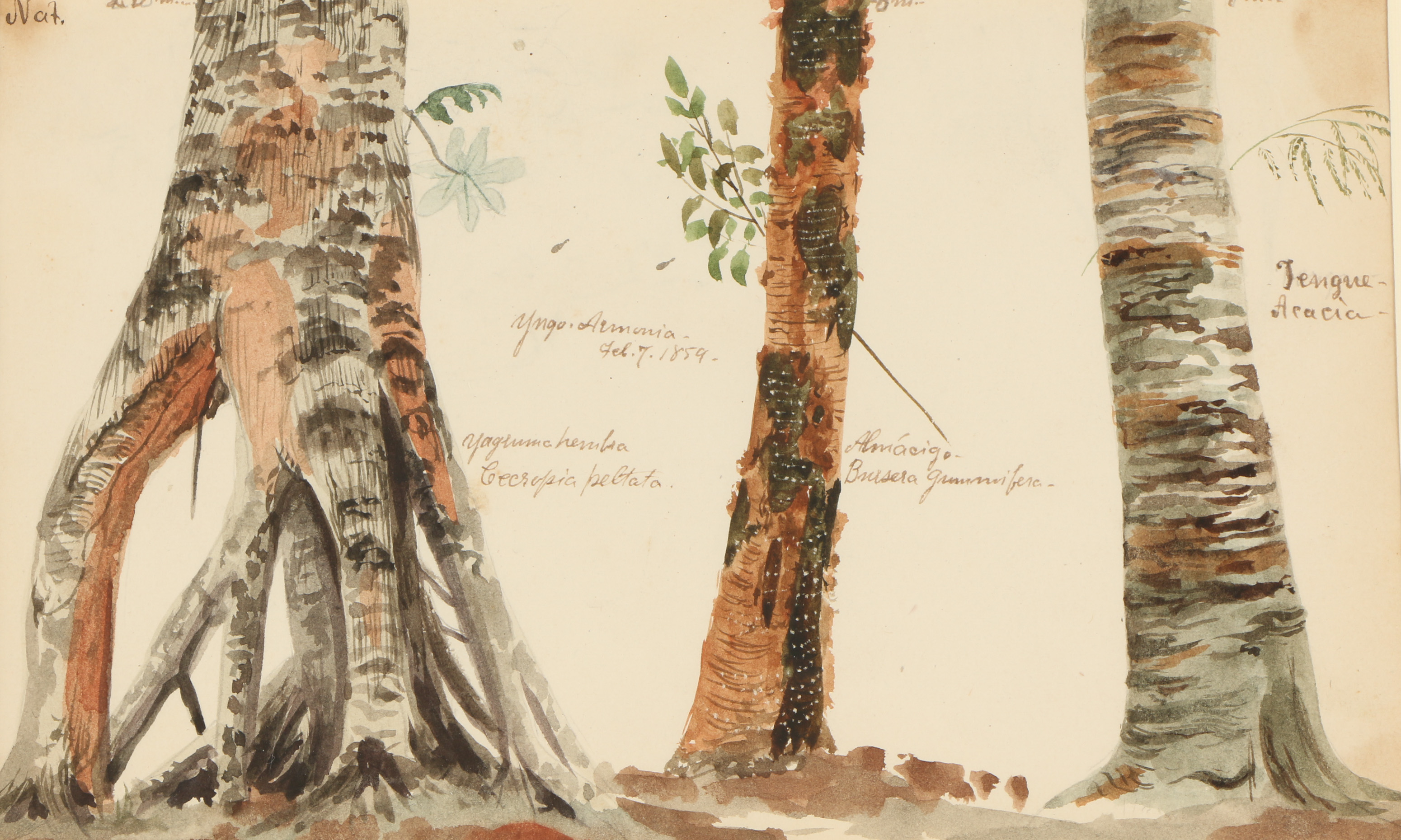 Charles DeWolf Brownell Watercolor Painting "Almácigo"