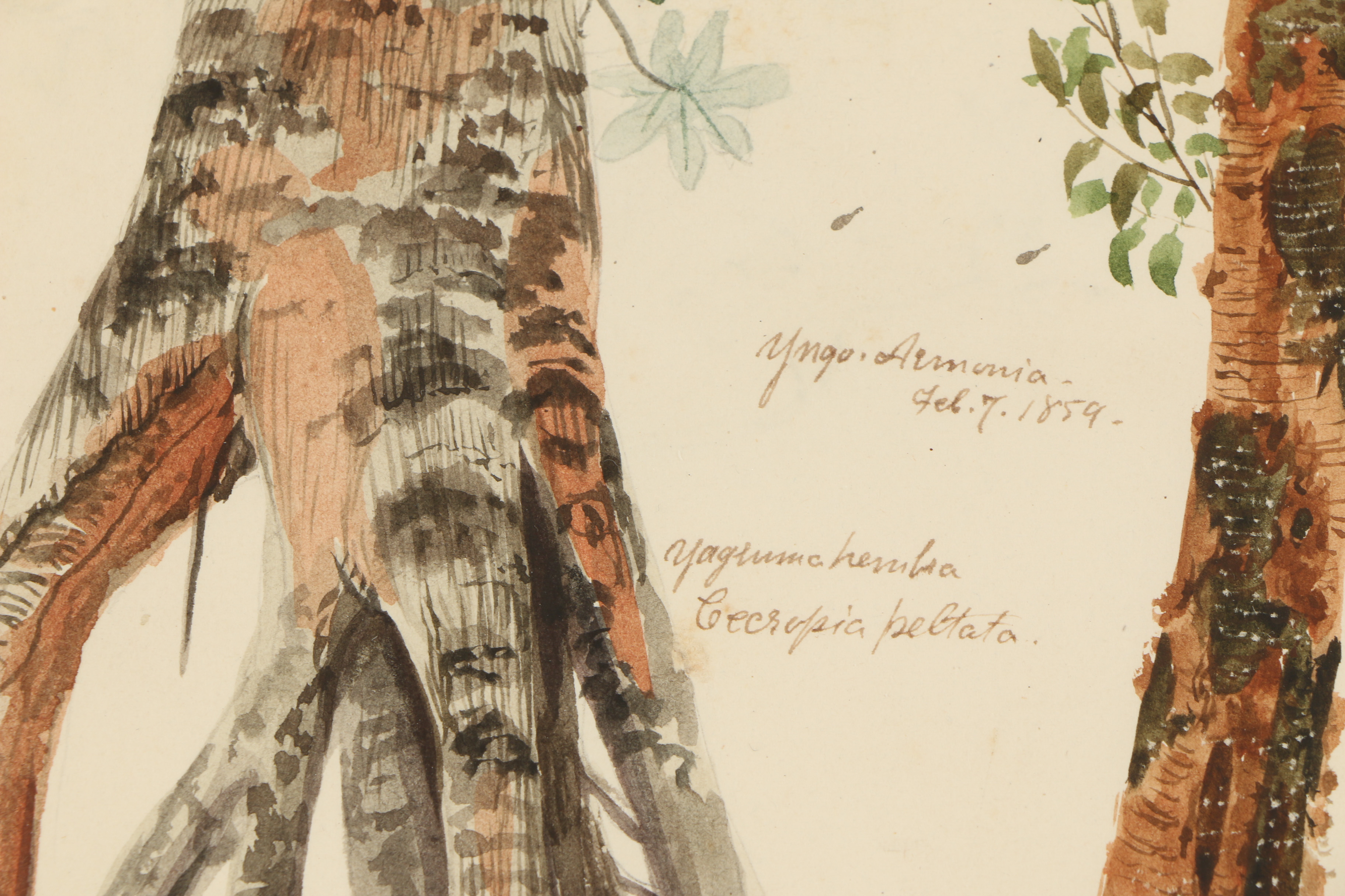 Charles DeWolf Brownell Watercolor Painting "Almácigo"