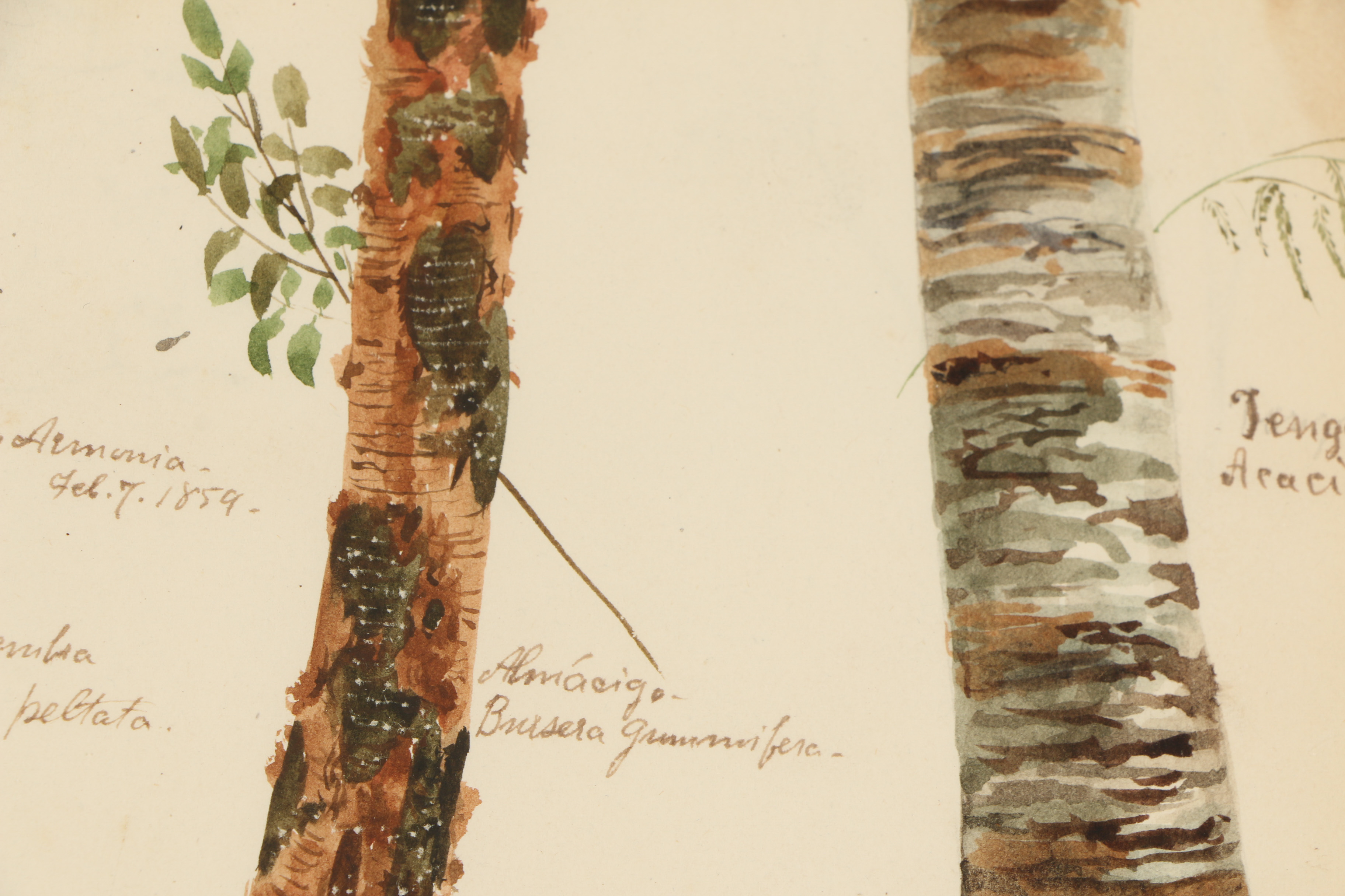 Charles DeWolf Brownell Watercolor Painting "Almácigo"