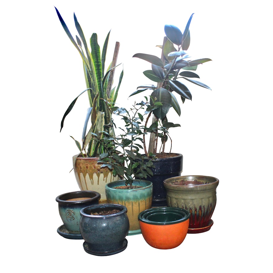 Ceramic Pots and Established Live Plants