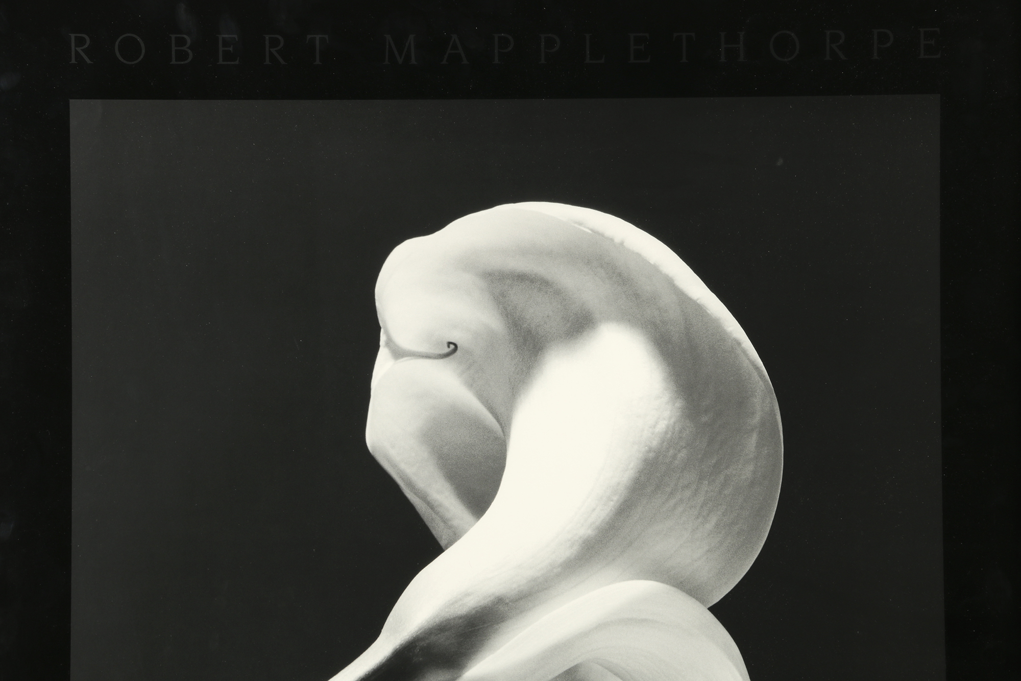 Robert Mapplethorpe Exhibition Poster