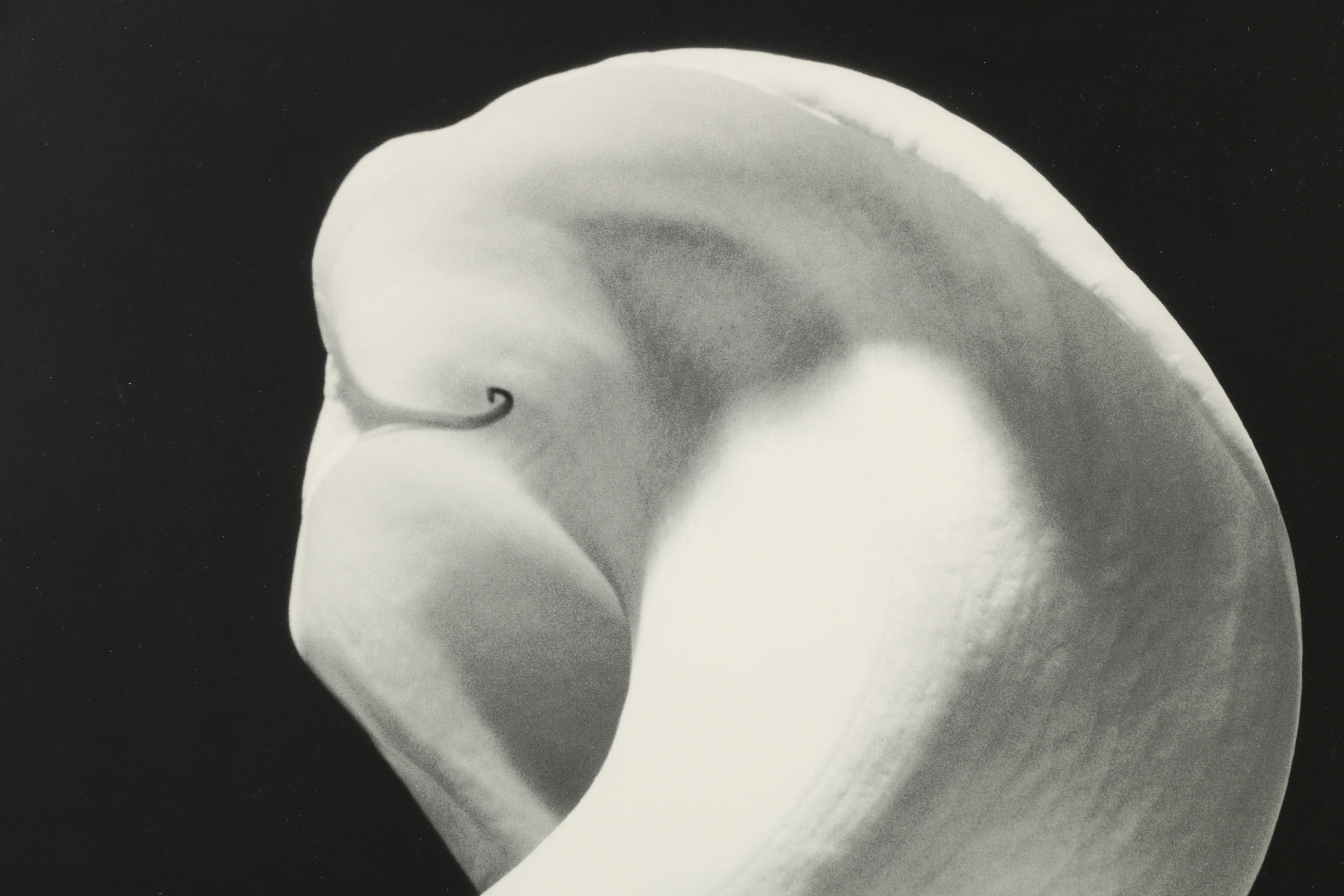 Robert Mapplethorpe Exhibition Poster