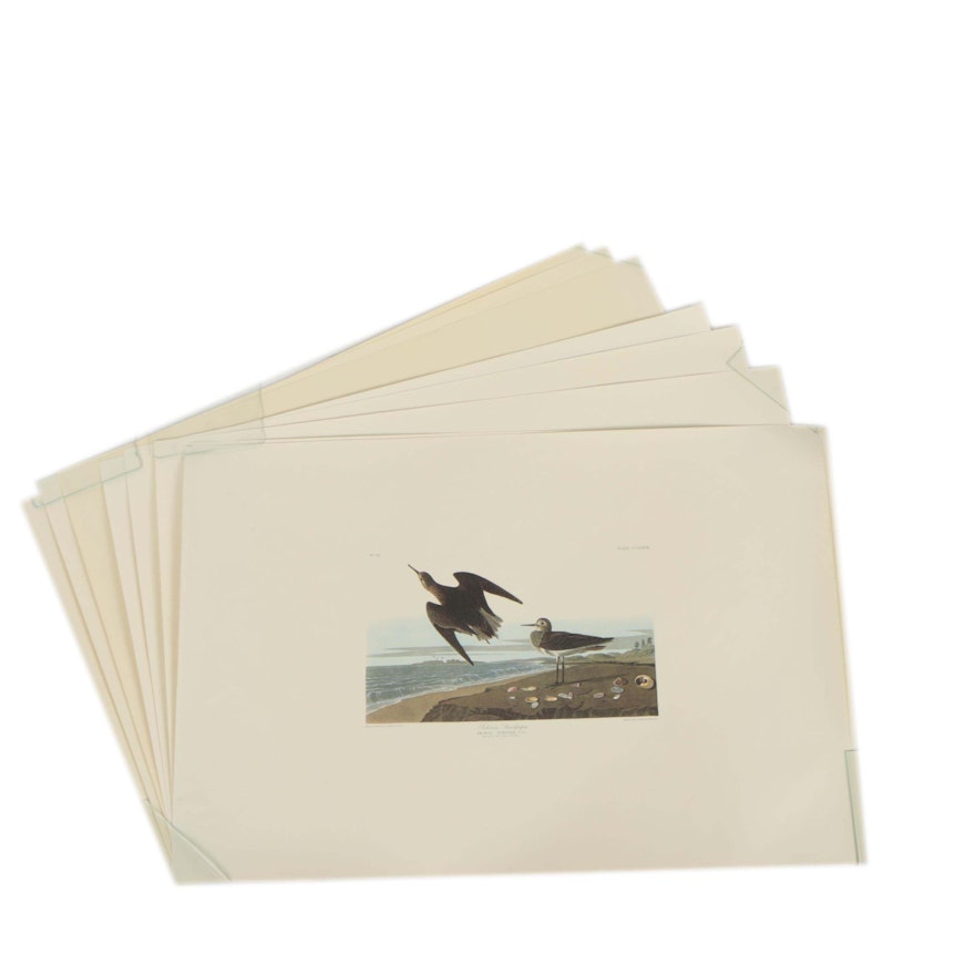 Offset Lithographs After John James Audubon's Illustrations of Birds