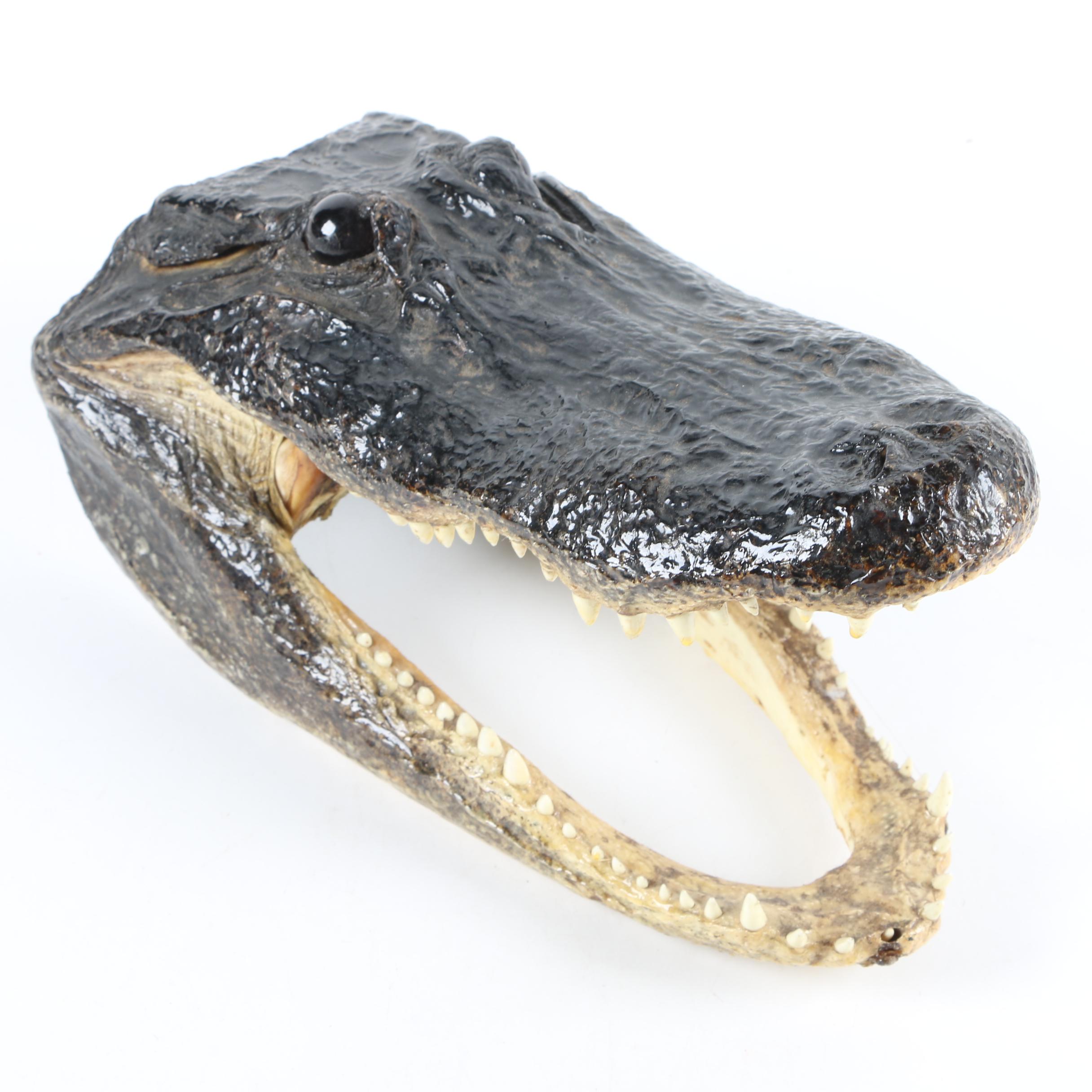 Taxidermy Alligator Head