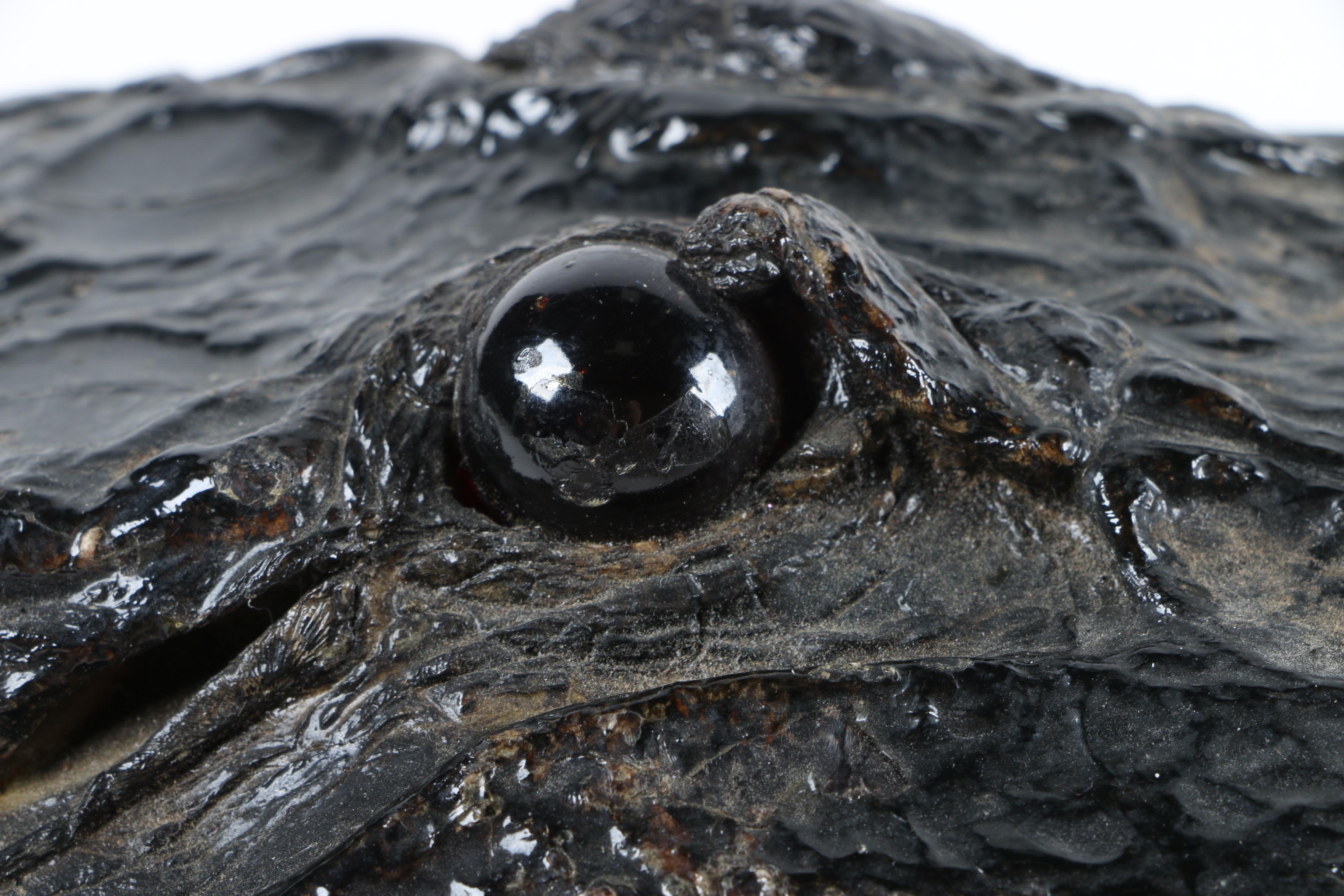 Taxidermy Alligator Head