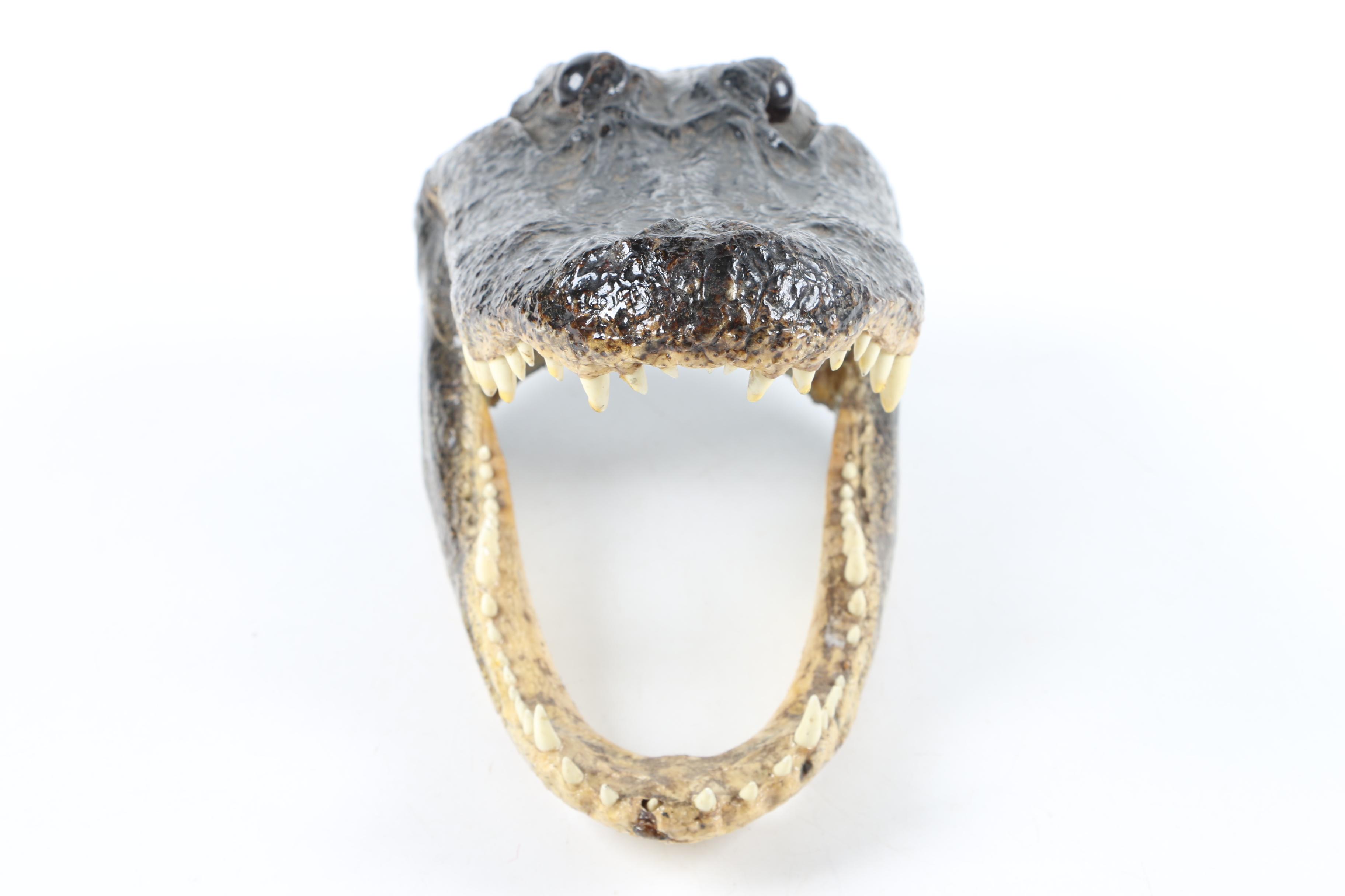 Taxidermy Alligator Head