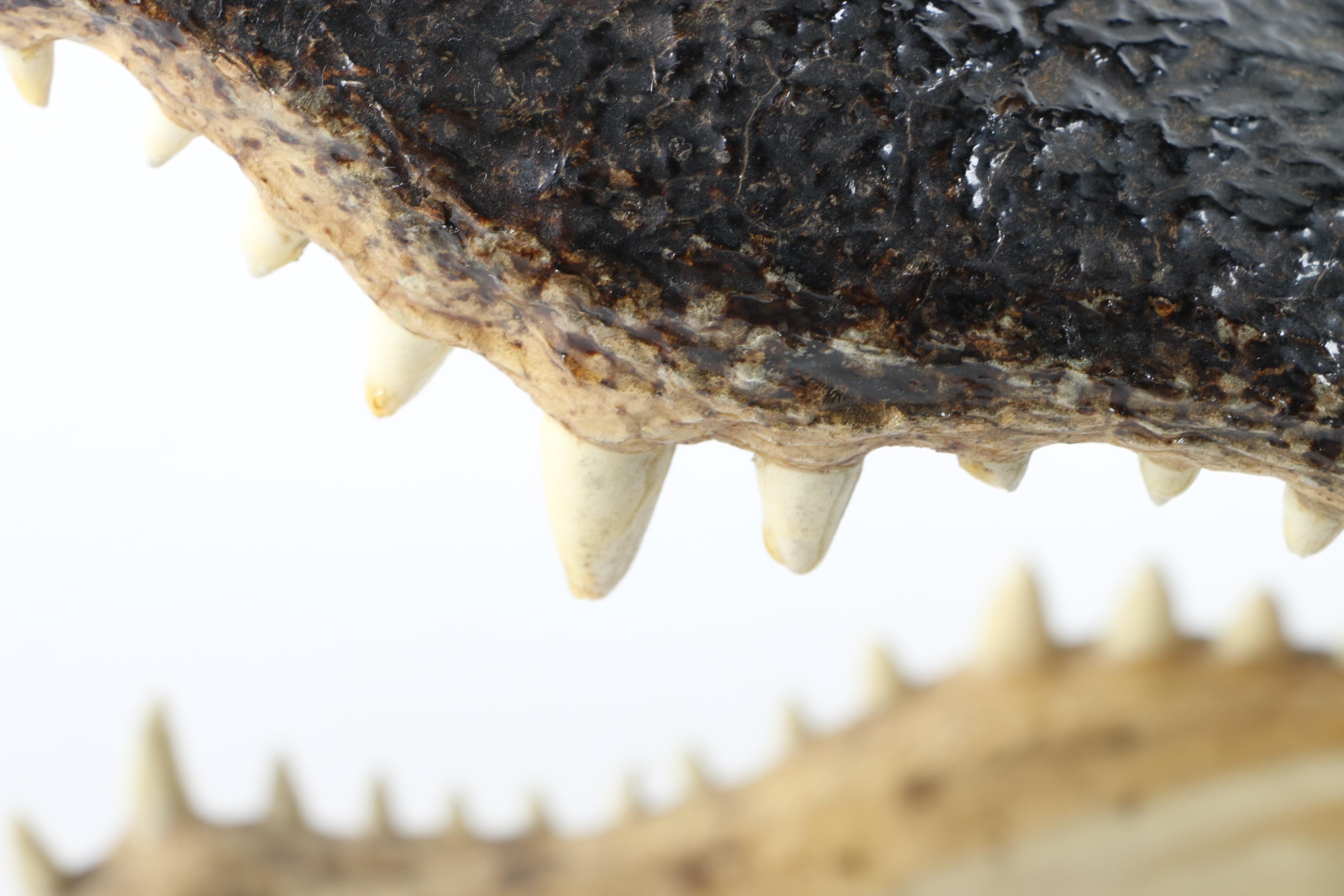 Taxidermy Alligator Head