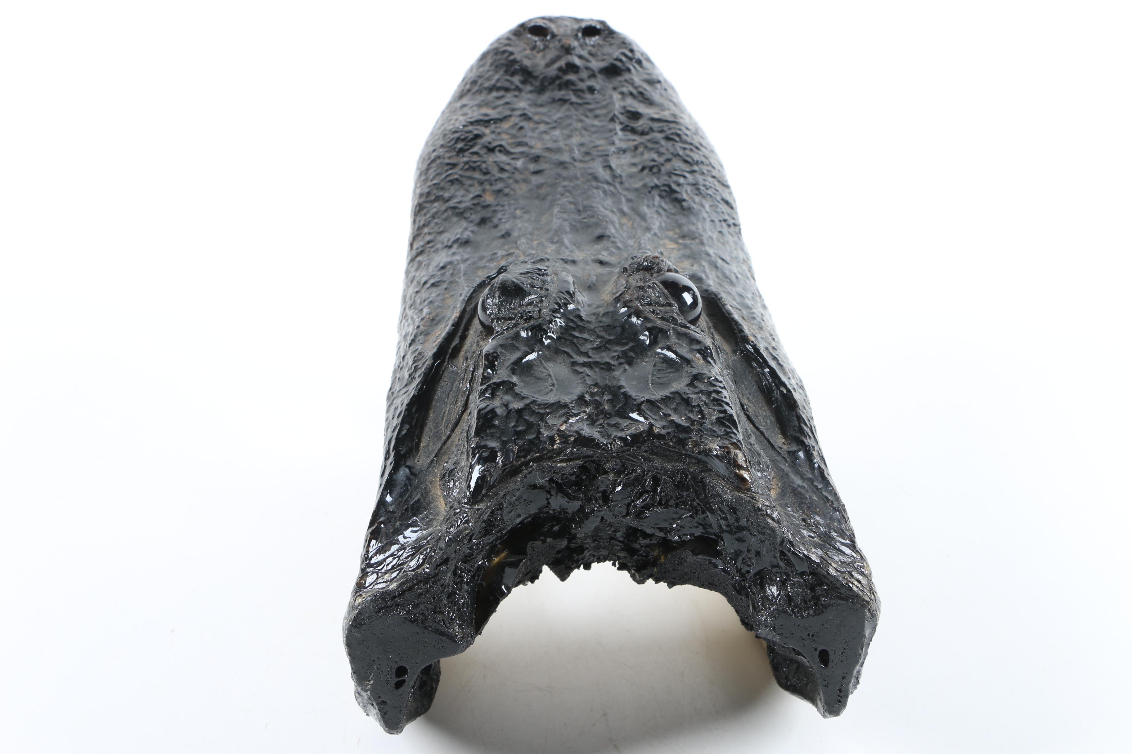 Taxidermy Alligator Head