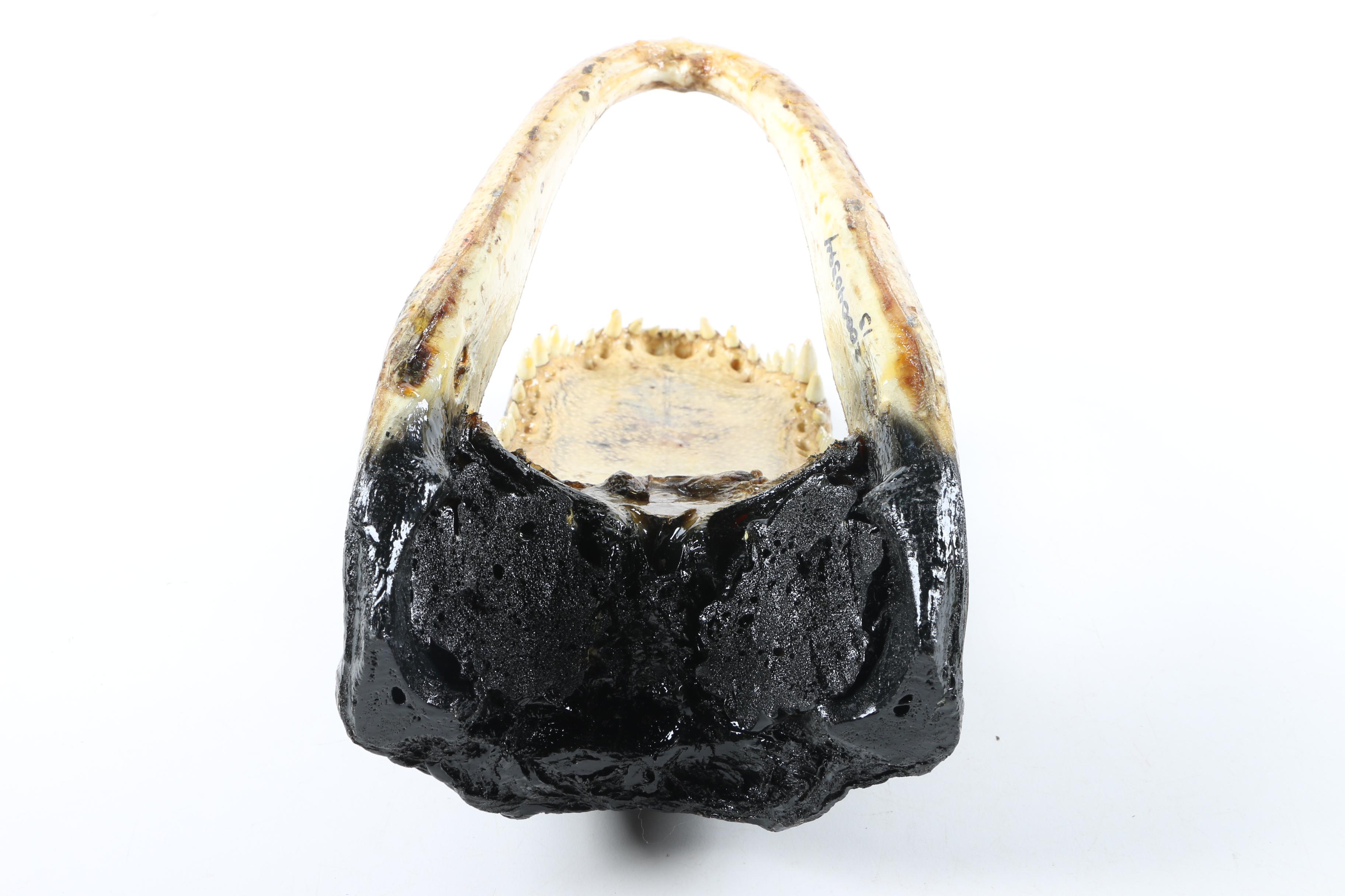 Taxidermy Alligator Head