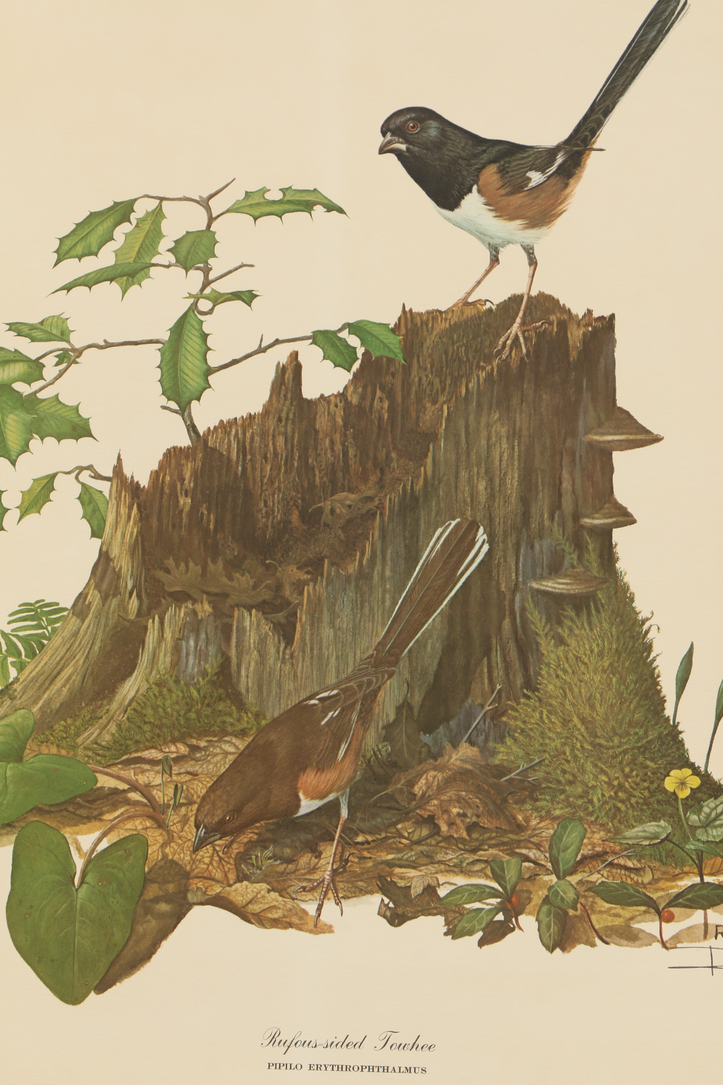 Ray Harm Offset Lithographs