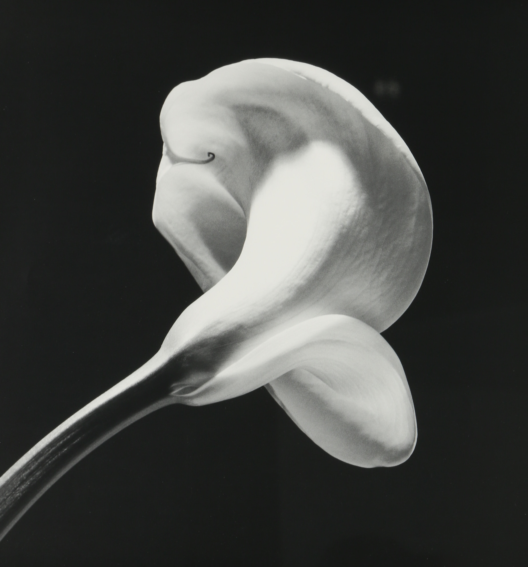 Robert Mapplethorpe Exhibition Poster