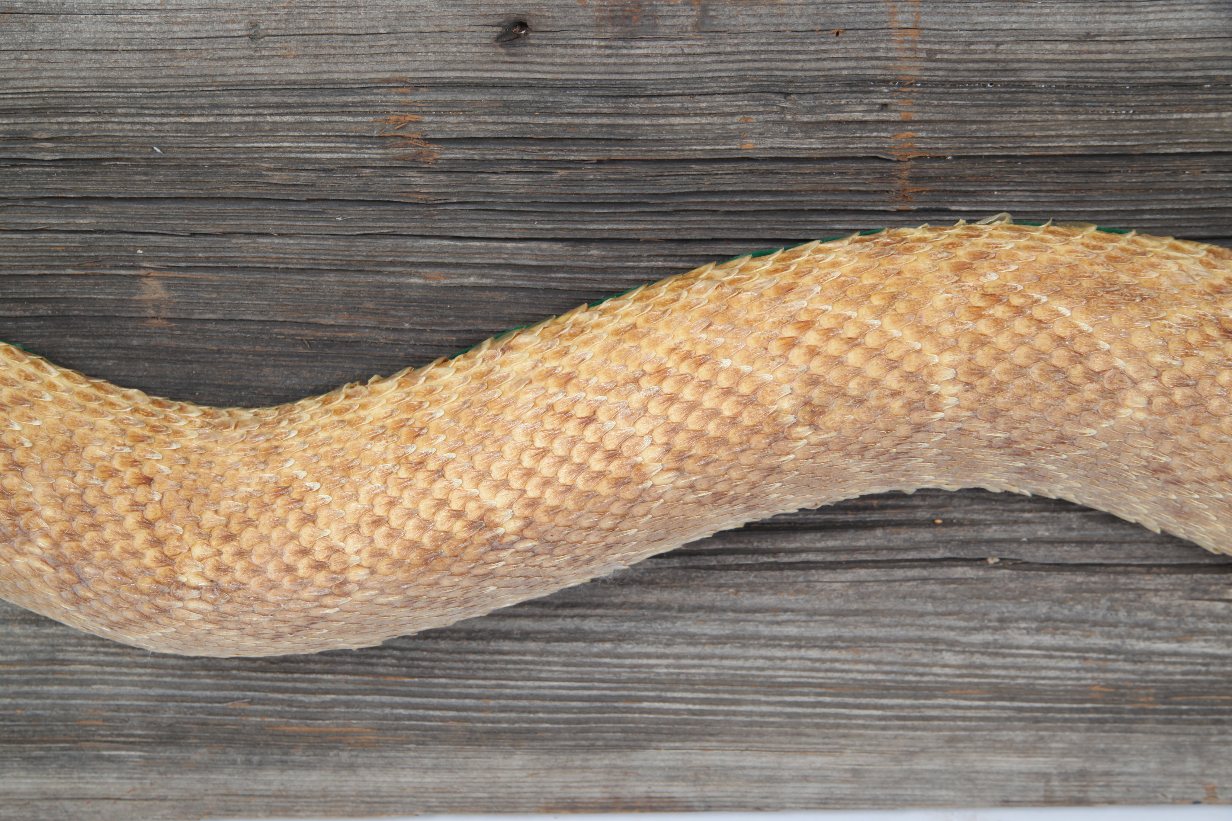 Taxidermy Rattlesnake