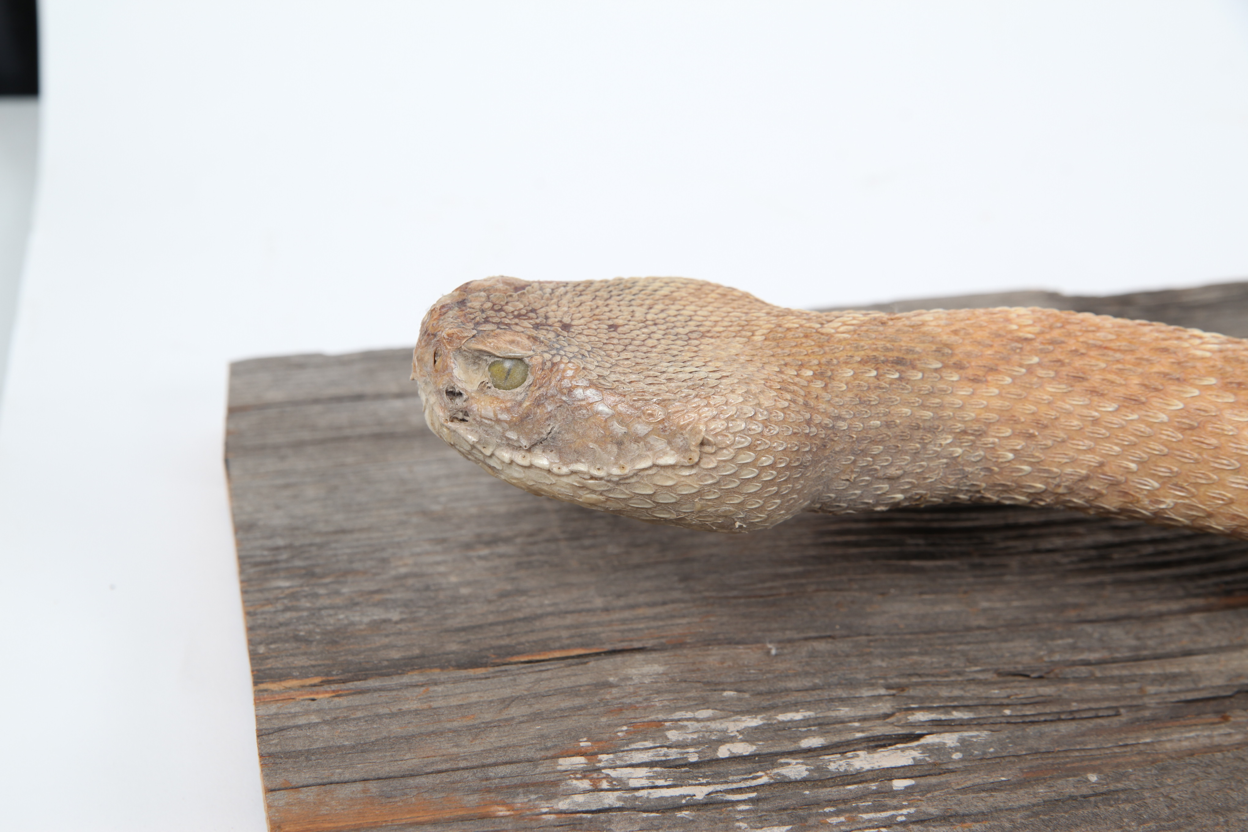 Taxidermy Rattlesnake