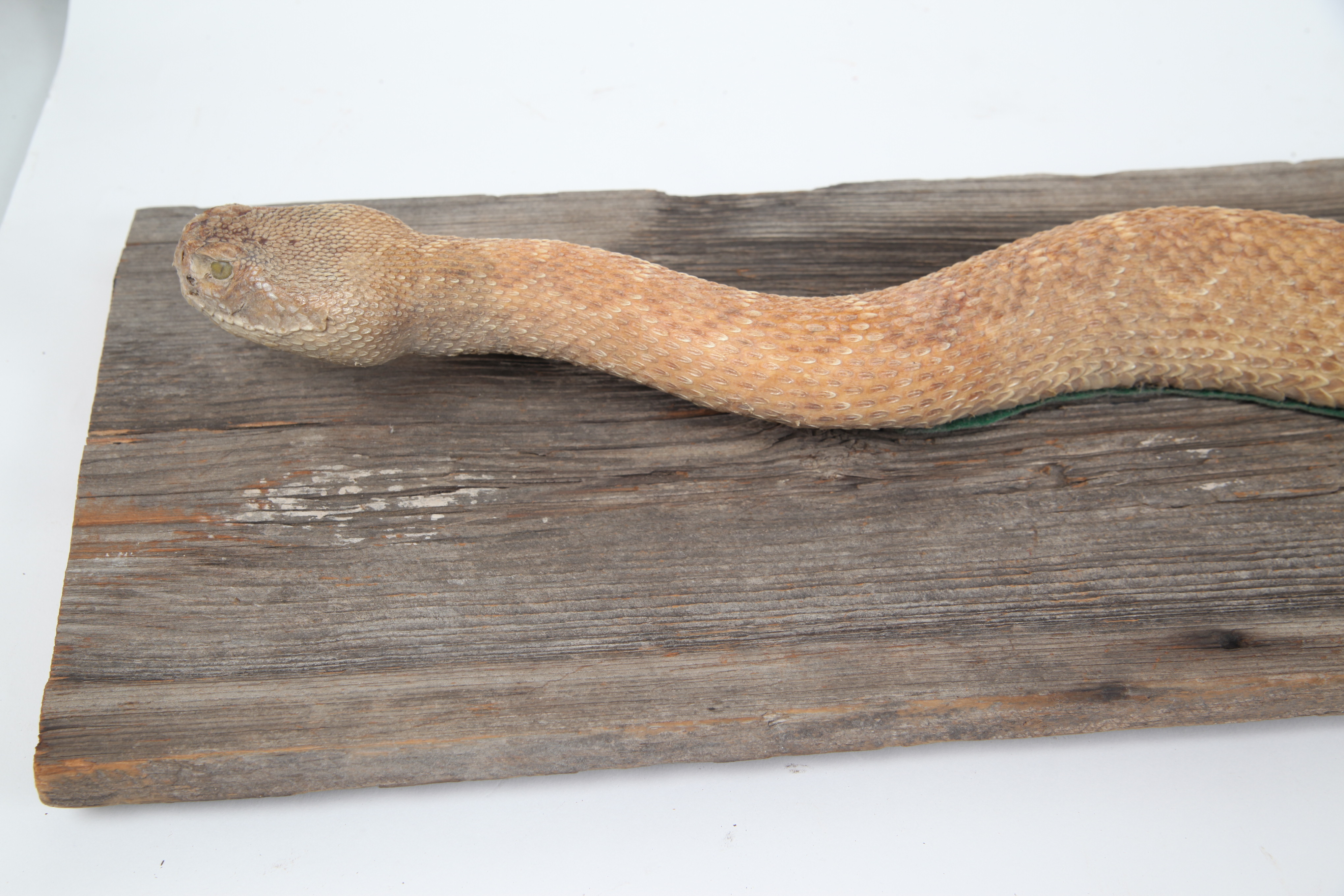 Taxidermy Rattlesnake