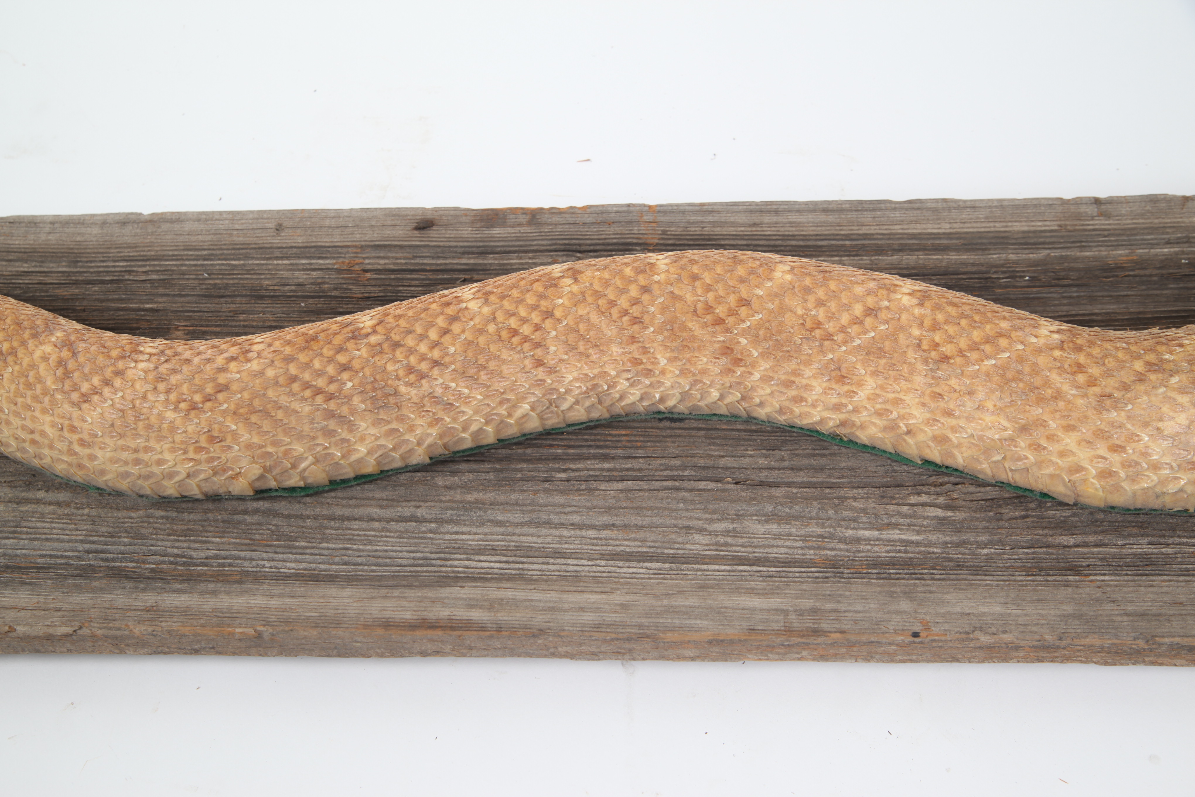 Taxidermy Rattlesnake