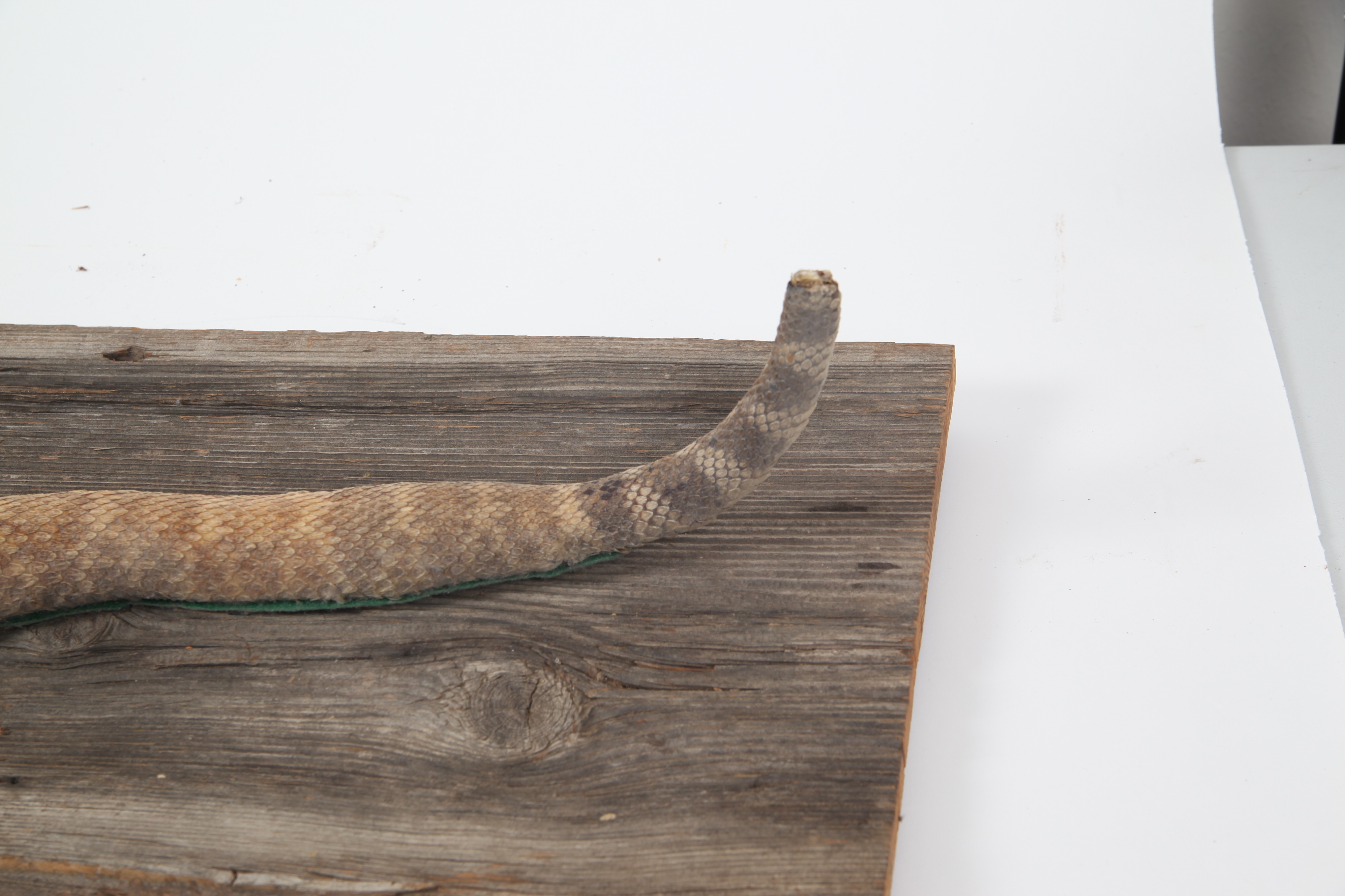 Taxidermy Rattlesnake