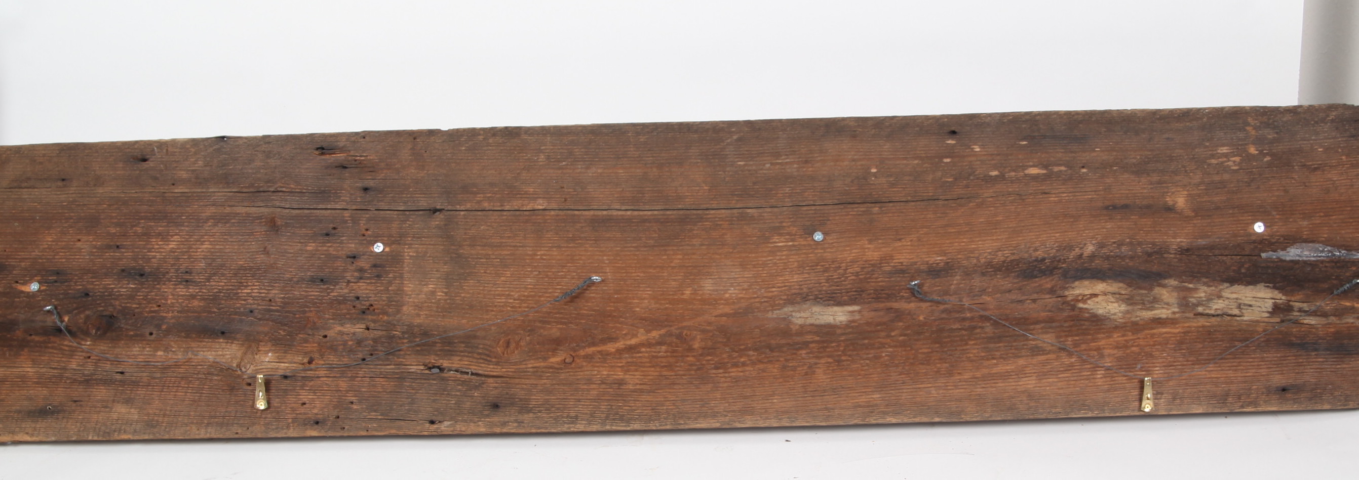 Taxidermy Rattlesnake