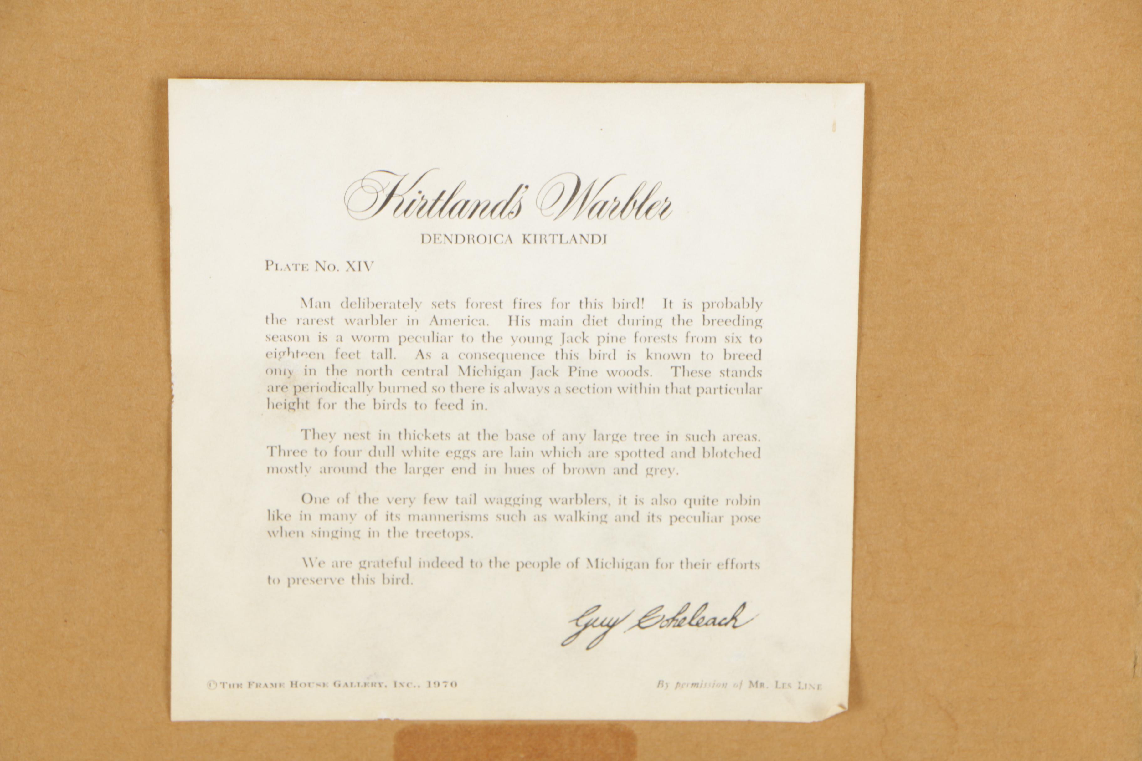 Guy Coheleach Offset Lithographic Reproduction Print "Kirtland's Warbler"