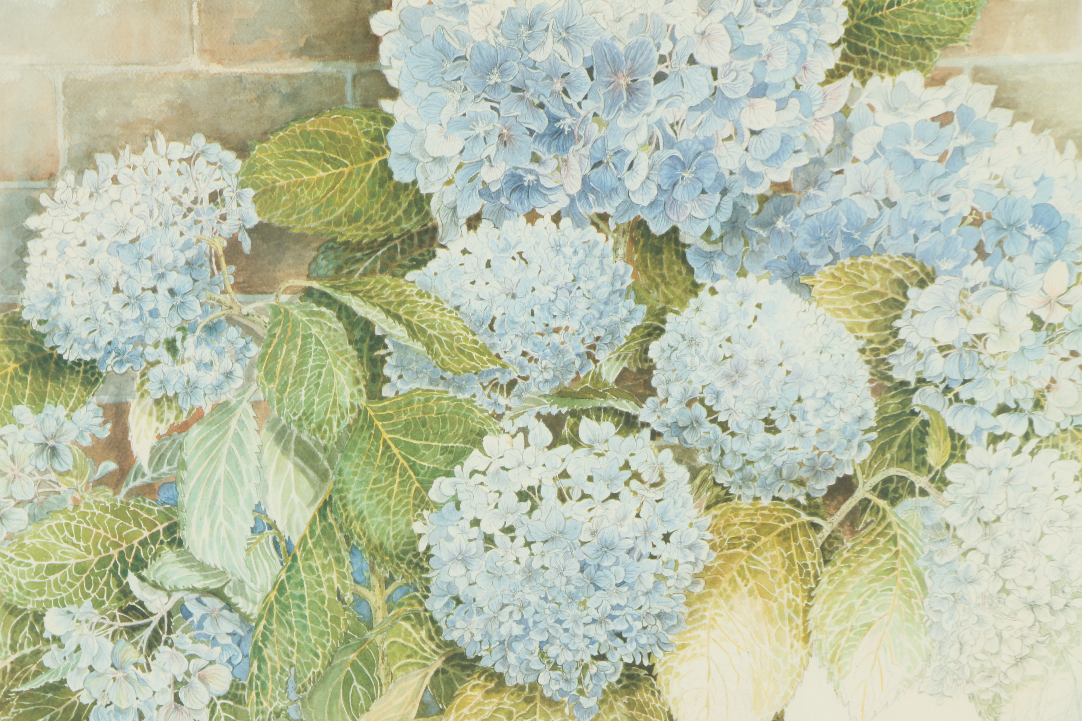 Mary Hulgan Offset Lithographic Print "Honeymoon Hydrangea"