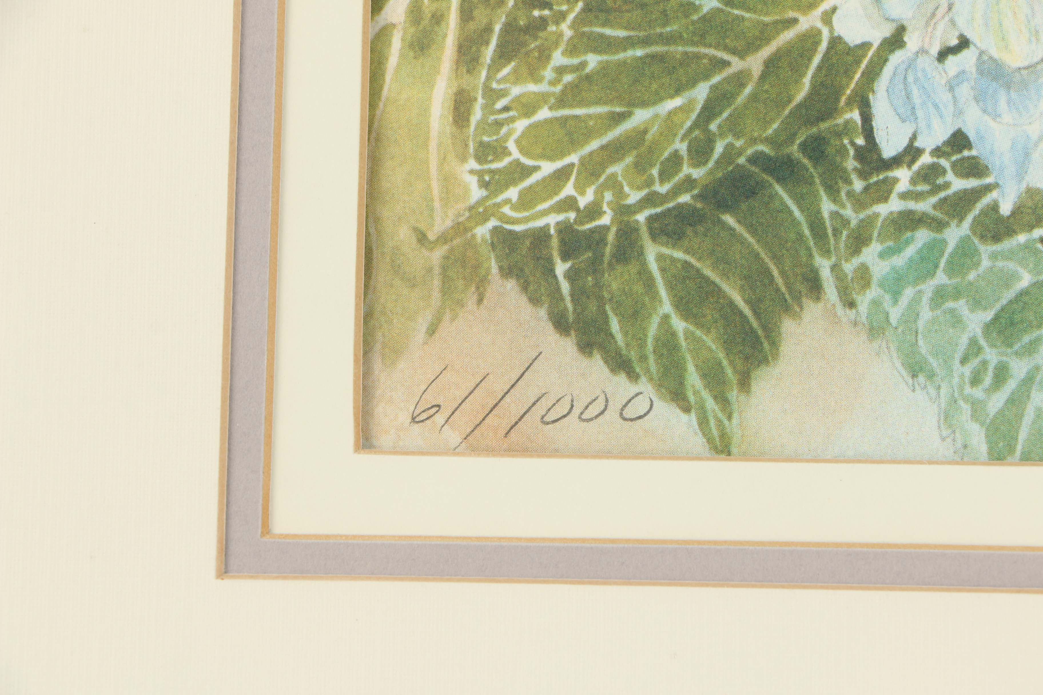 Mary Hulgan Offset Lithographic Print "Honeymoon Hydrangea"