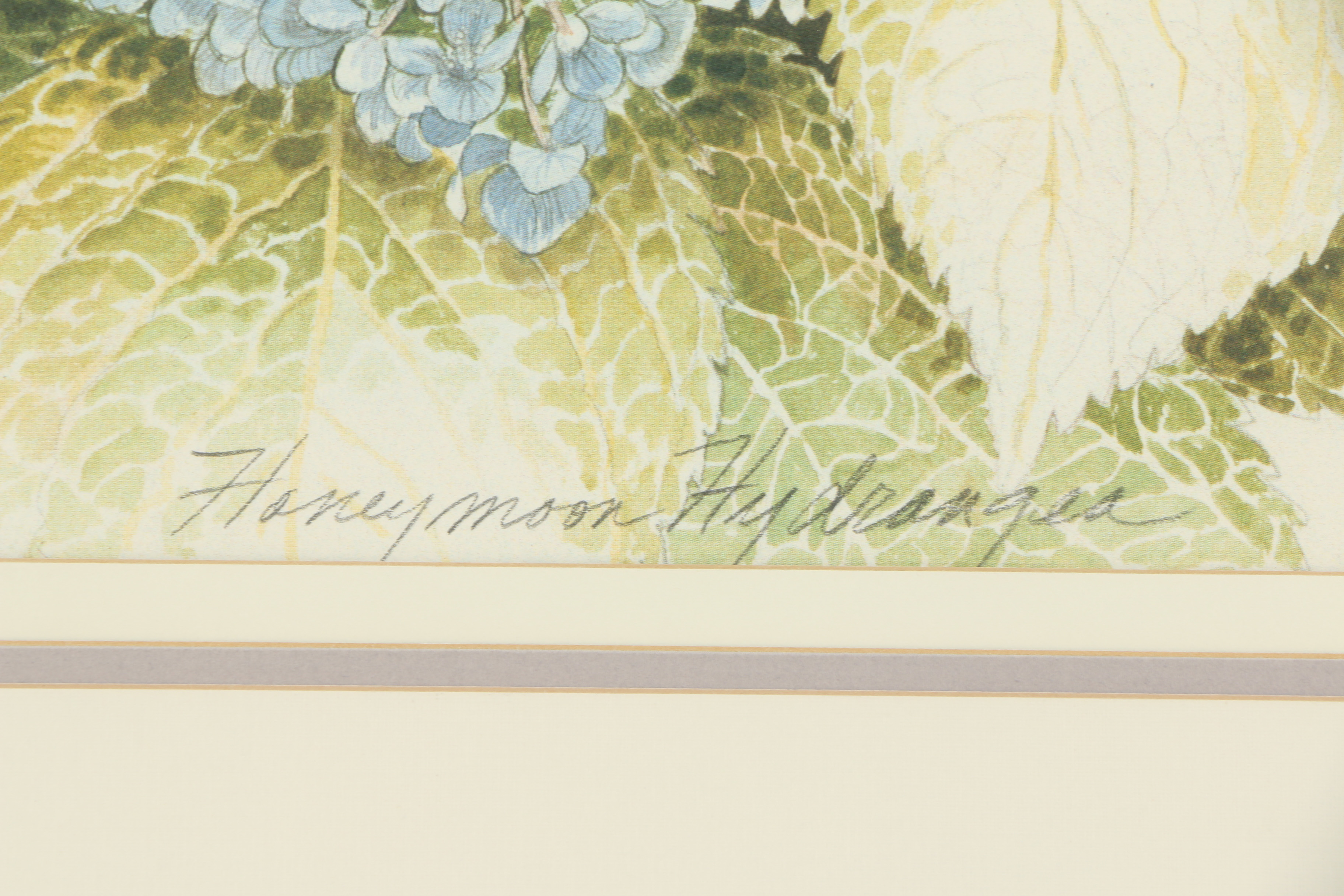 Mary Hulgan Offset Lithographic Print "Honeymoon Hydrangea"