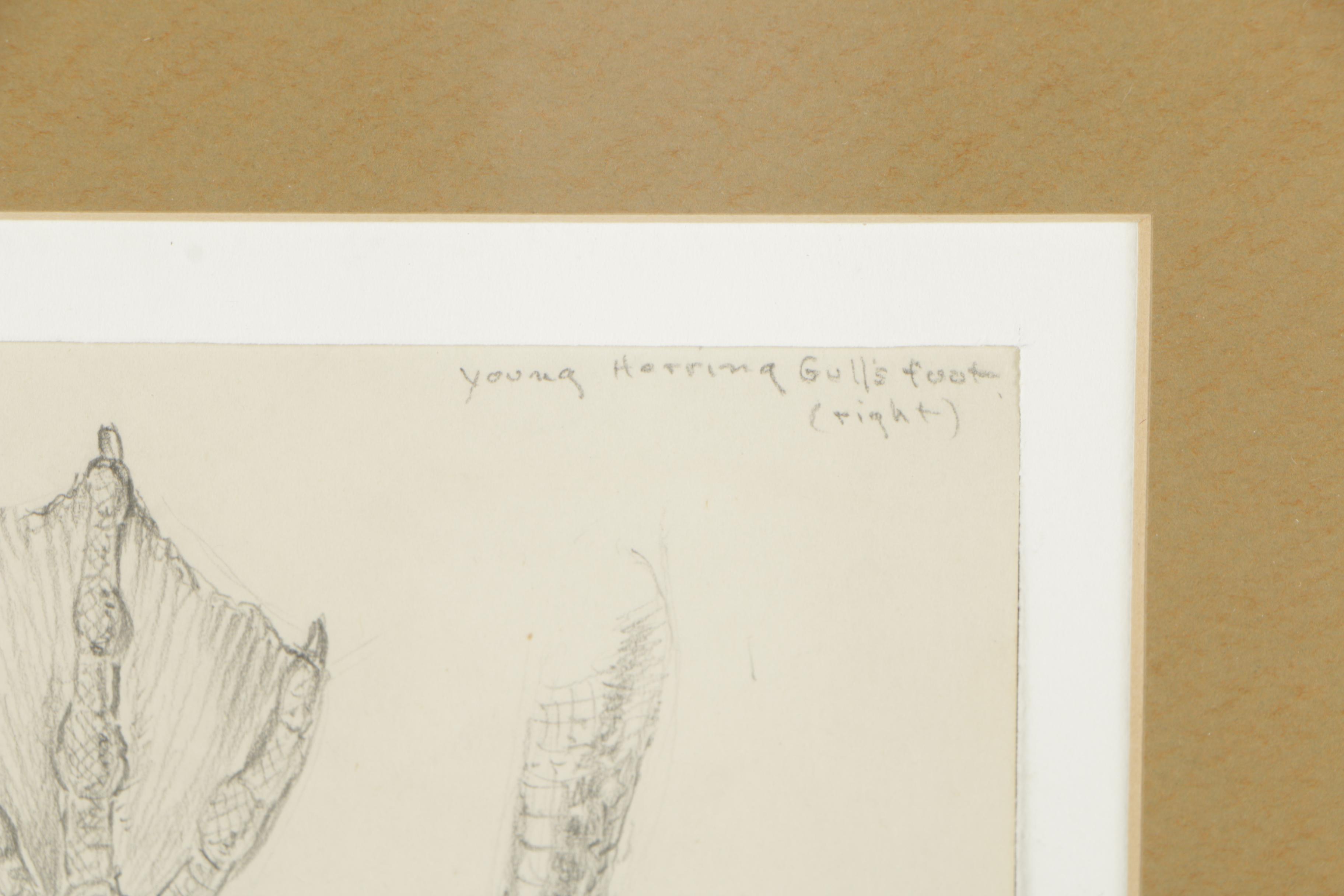 Graphite Drawing Attributed to Edna Lawrence "Young Herring Gull's Foot"
