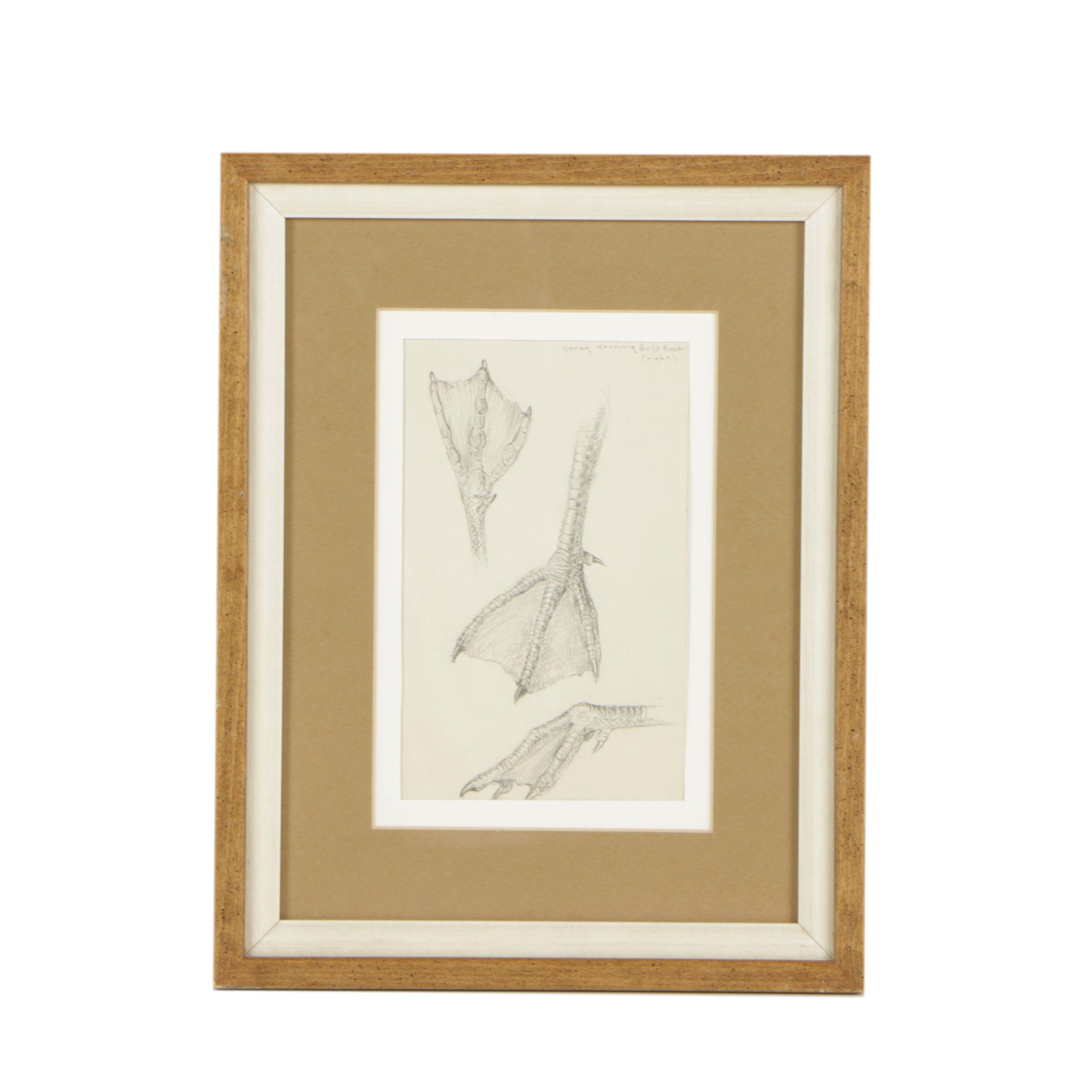 Graphite Drawing Attributed to Edna Lawrence "Young Herring Gull's Foot"