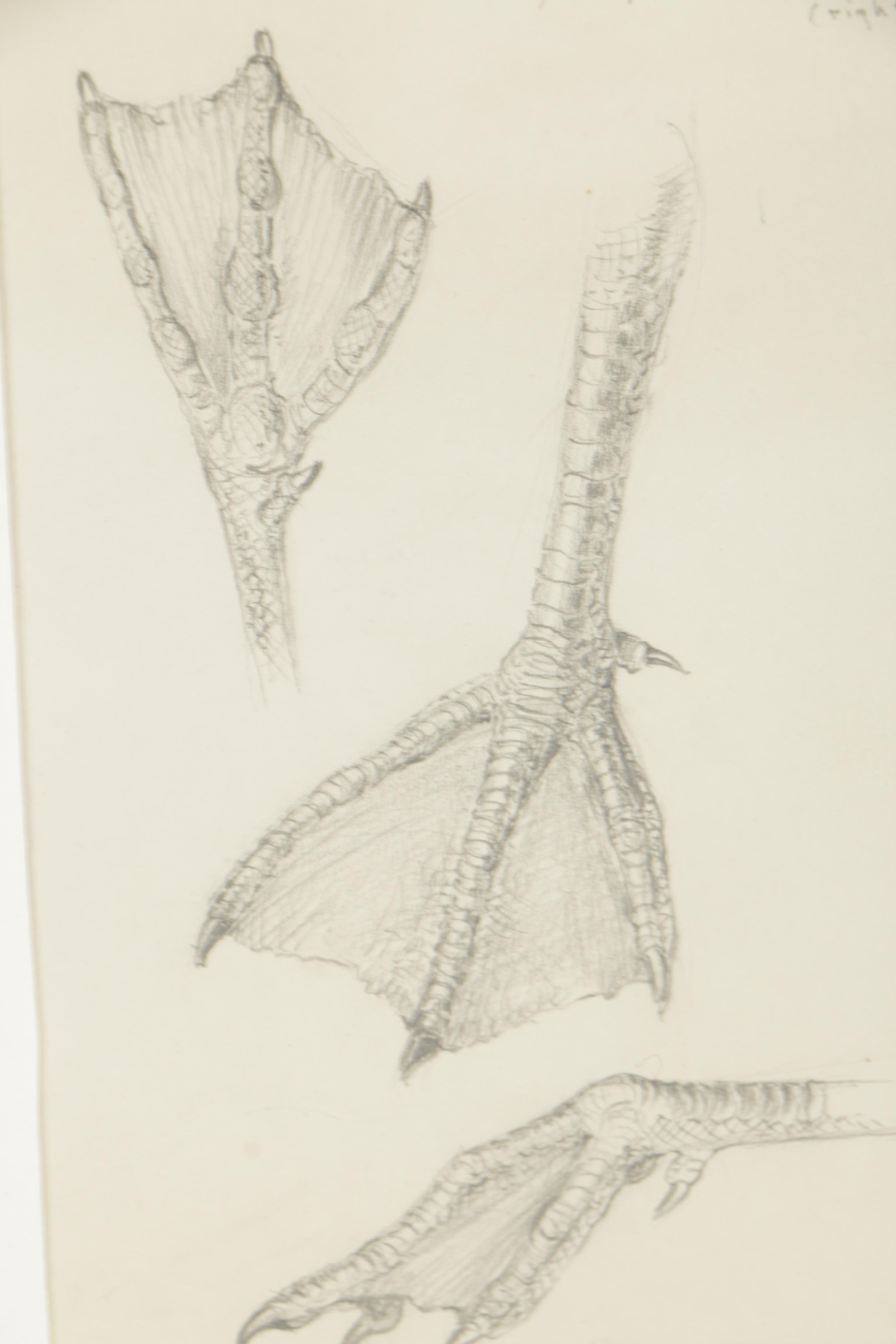 Graphite Drawing Attributed to Edna Lawrence "Young Herring Gull's Foot"