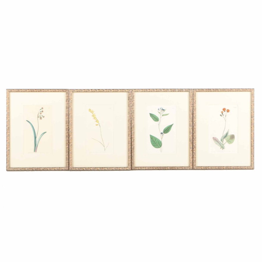 Four Hand-Colored Engravings After Syd Edwards Botanical Drawings