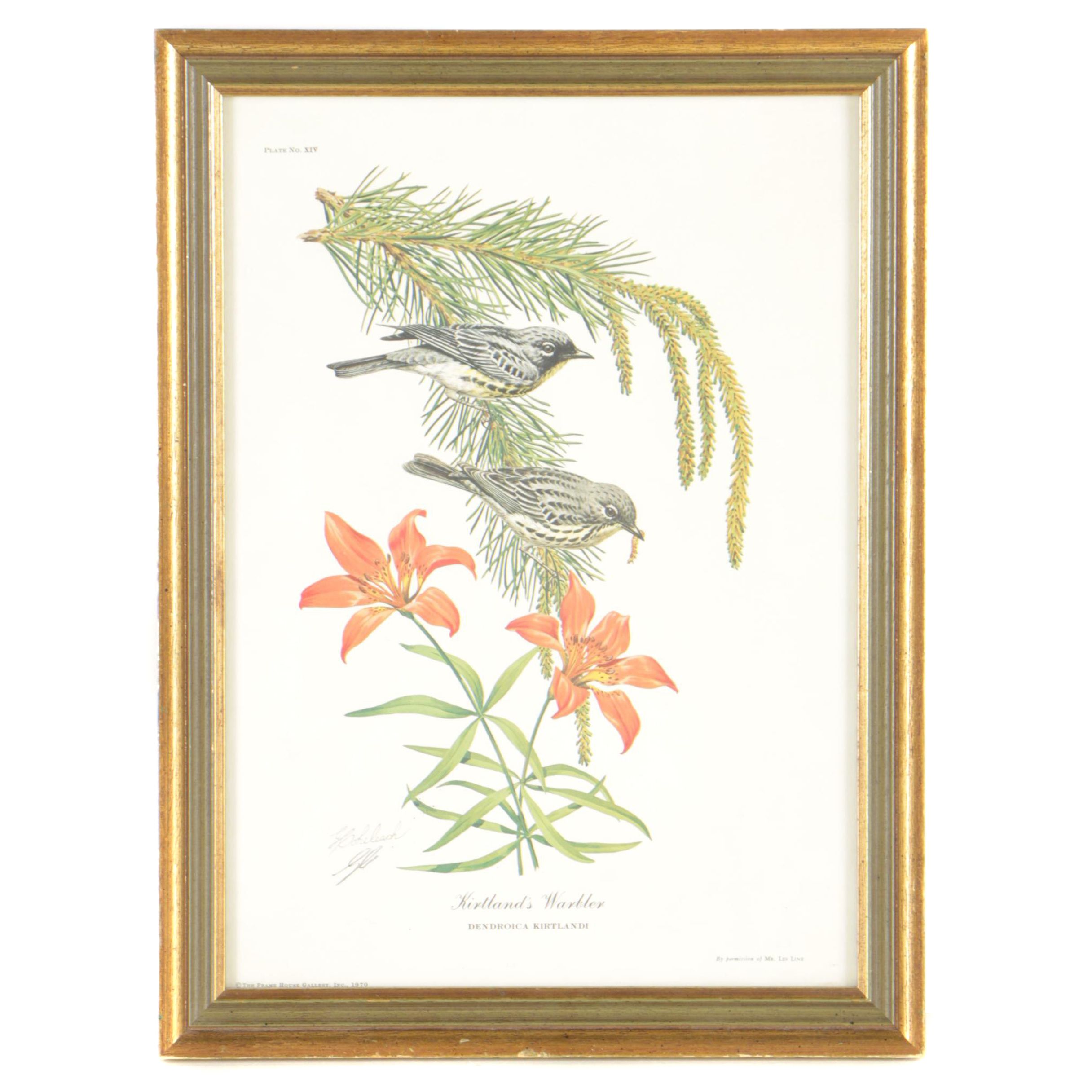 Guy Coheleach Offset Lithographic Reproduction Print "Kirtland's Warbler"