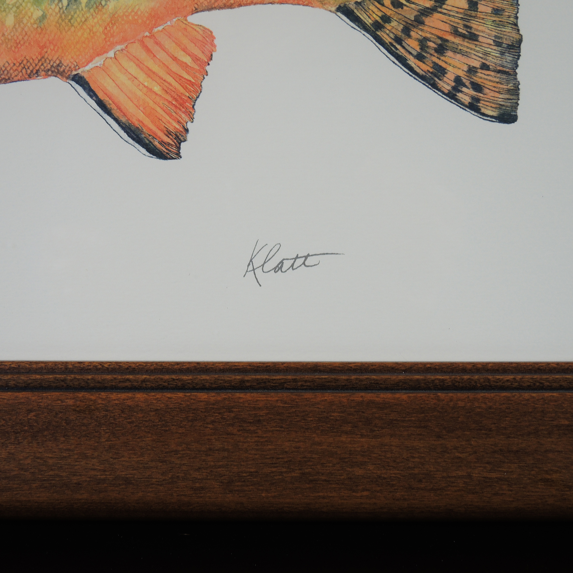 Set of Framed Fish Prints After Eileen Klatt