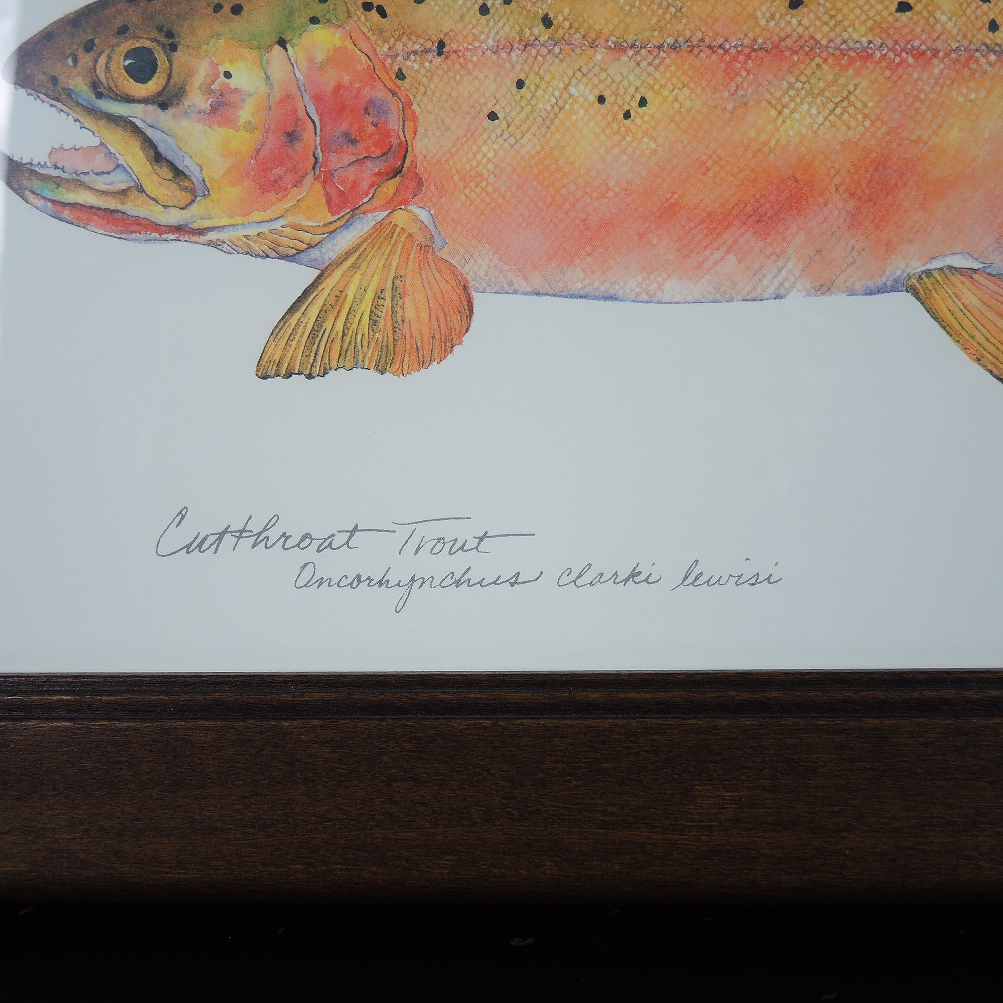 Set of Framed Fish Prints After Eileen Klatt