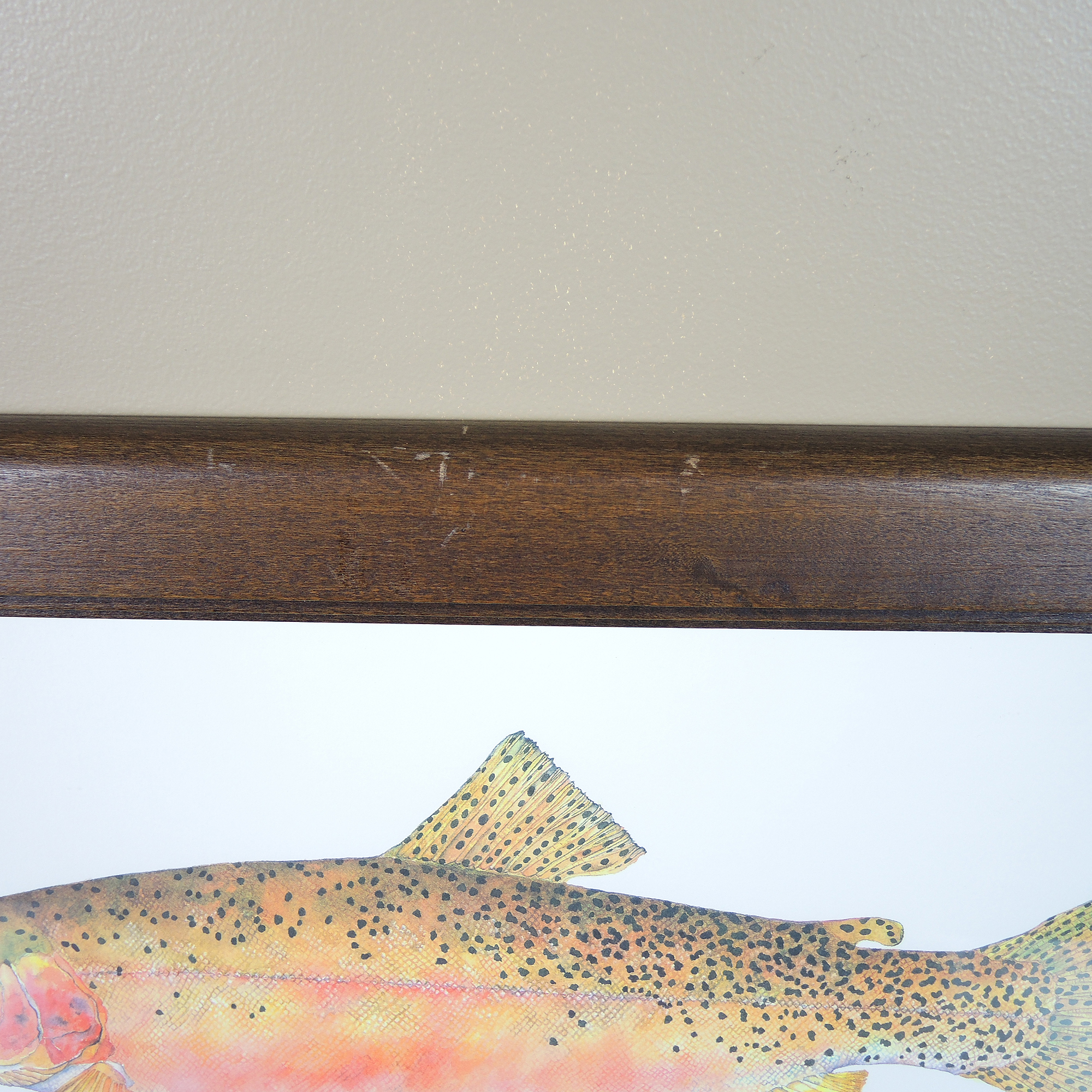 Set of Framed Fish Prints After Eileen Klatt