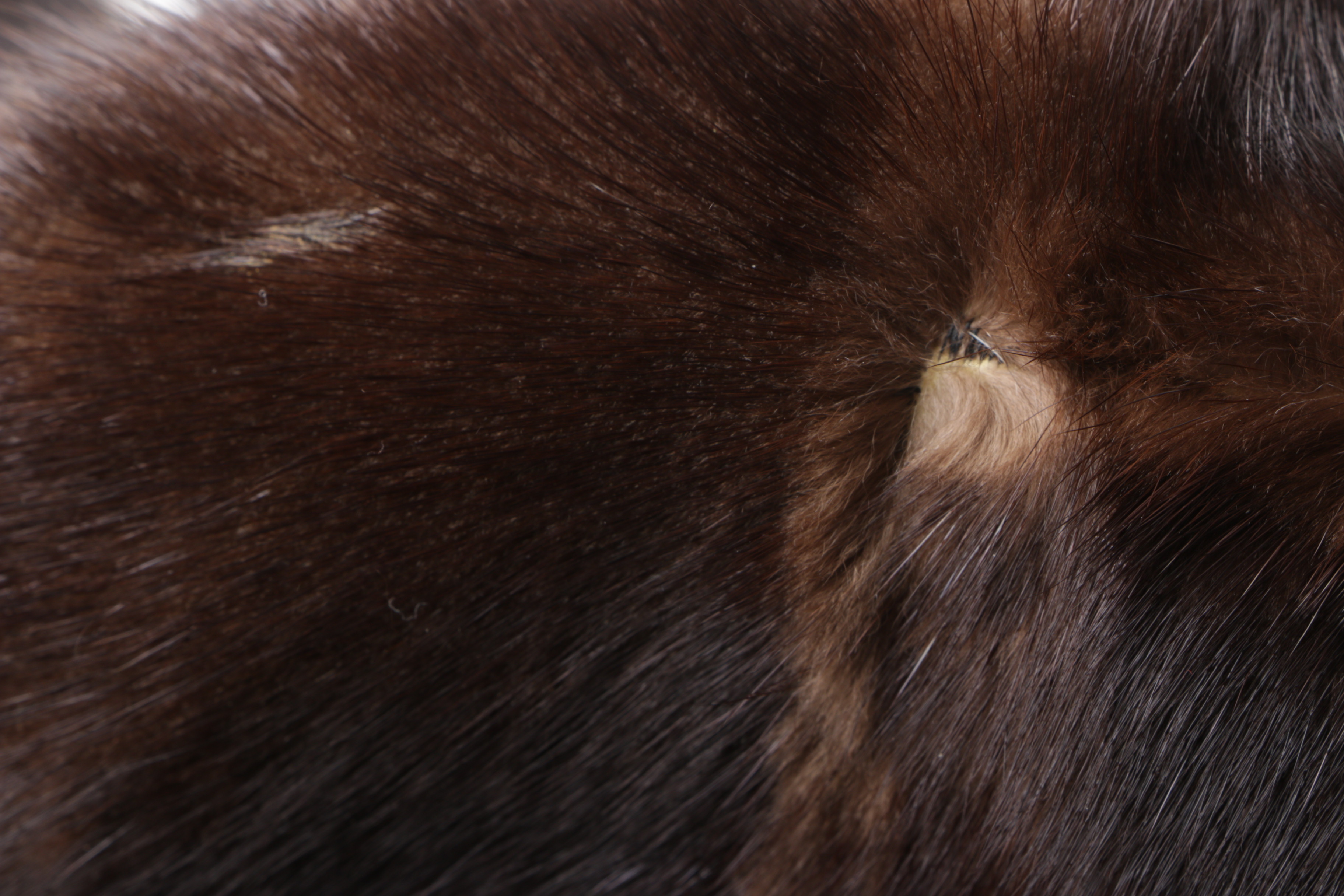 Women's Vintage The Parisian Marten Fur Coat