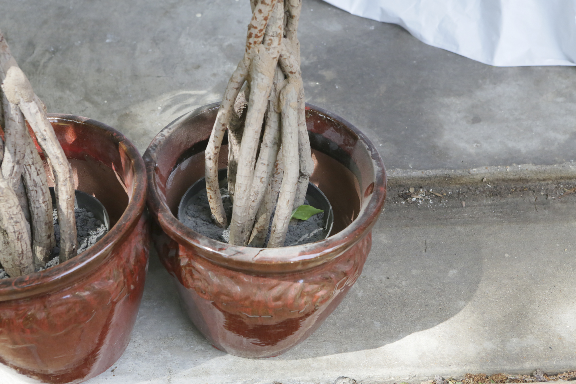 Artificial Trees in Ceramic Pots